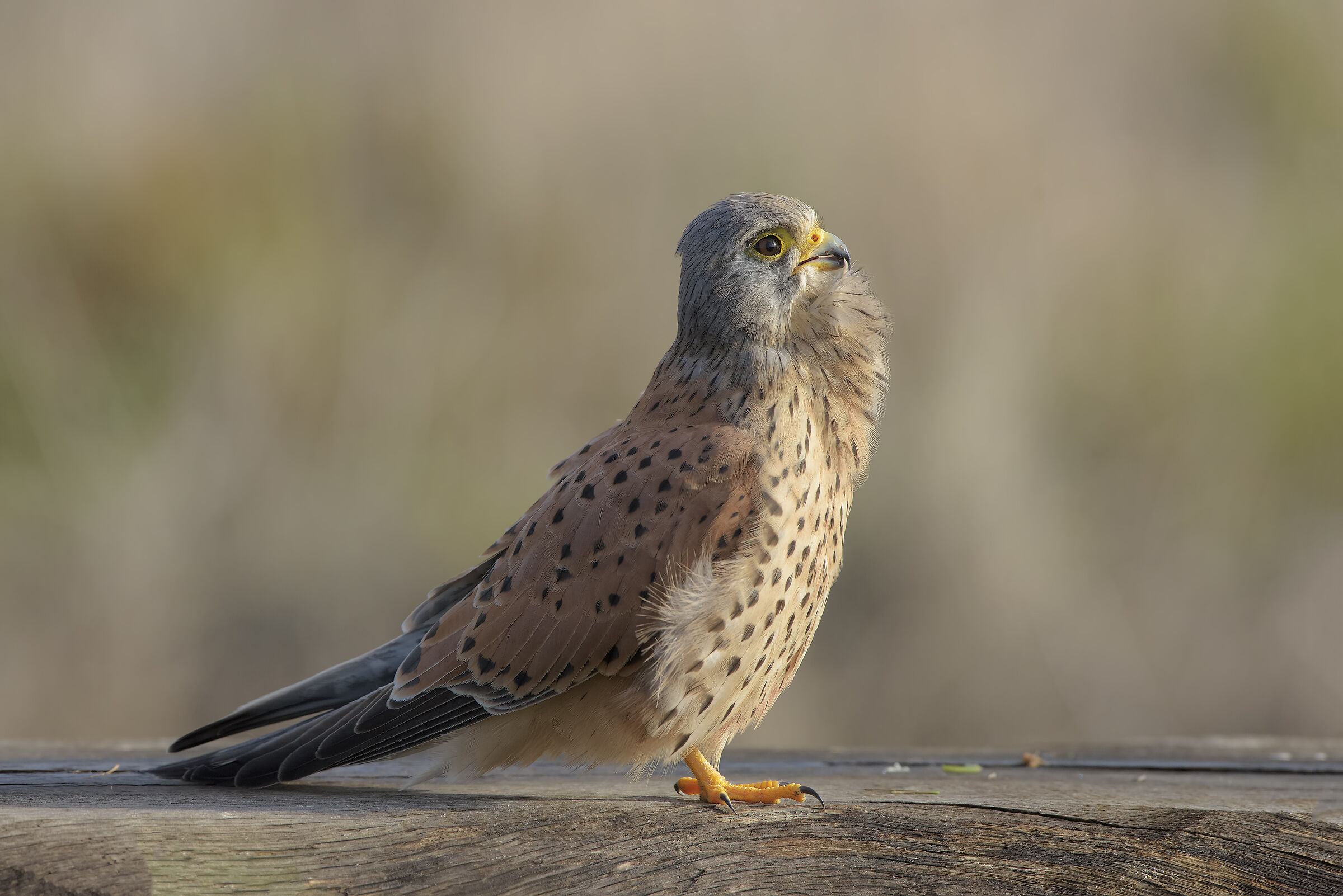 gheppio maschio in pulizia