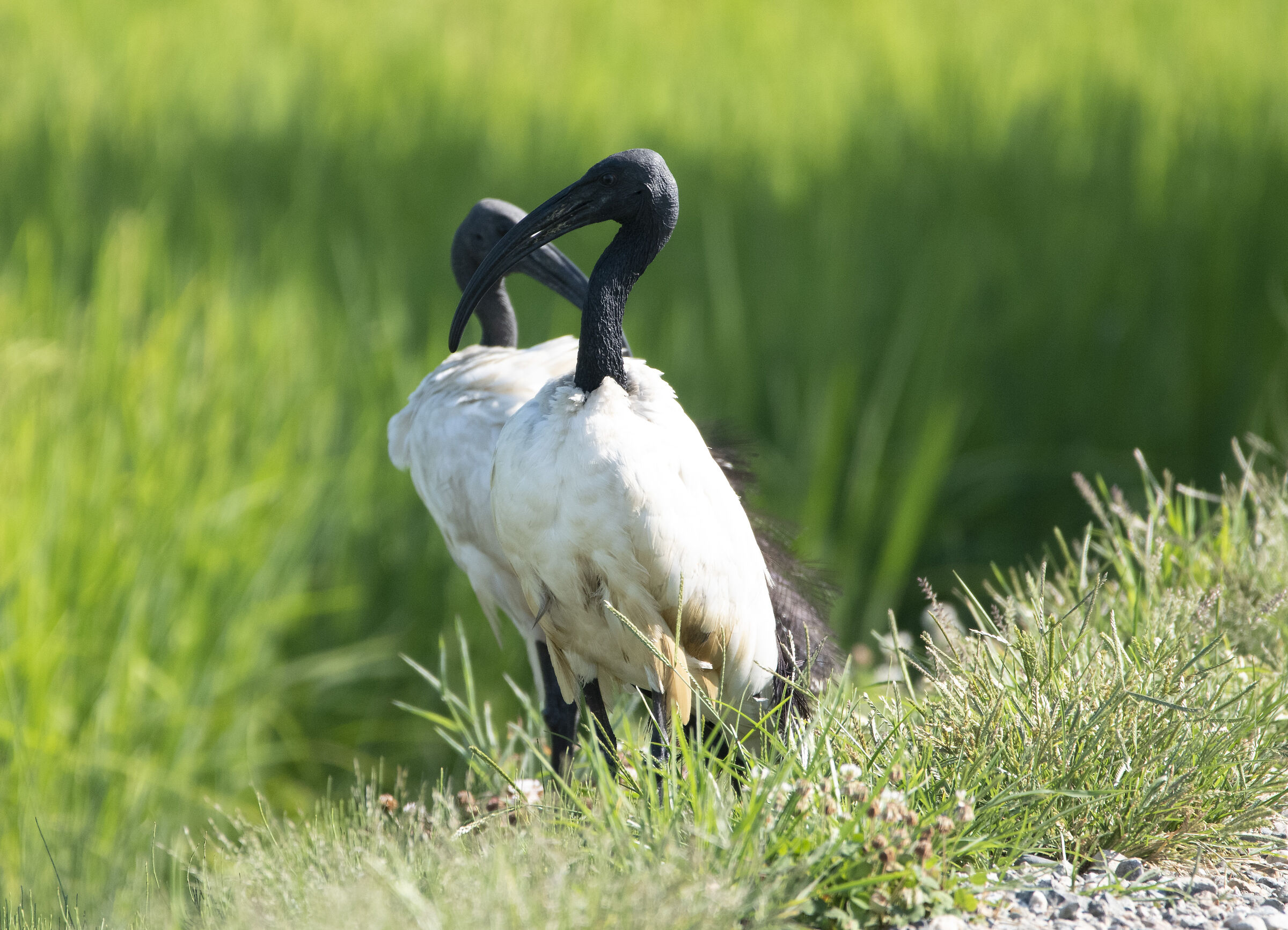 Sacred Ibis