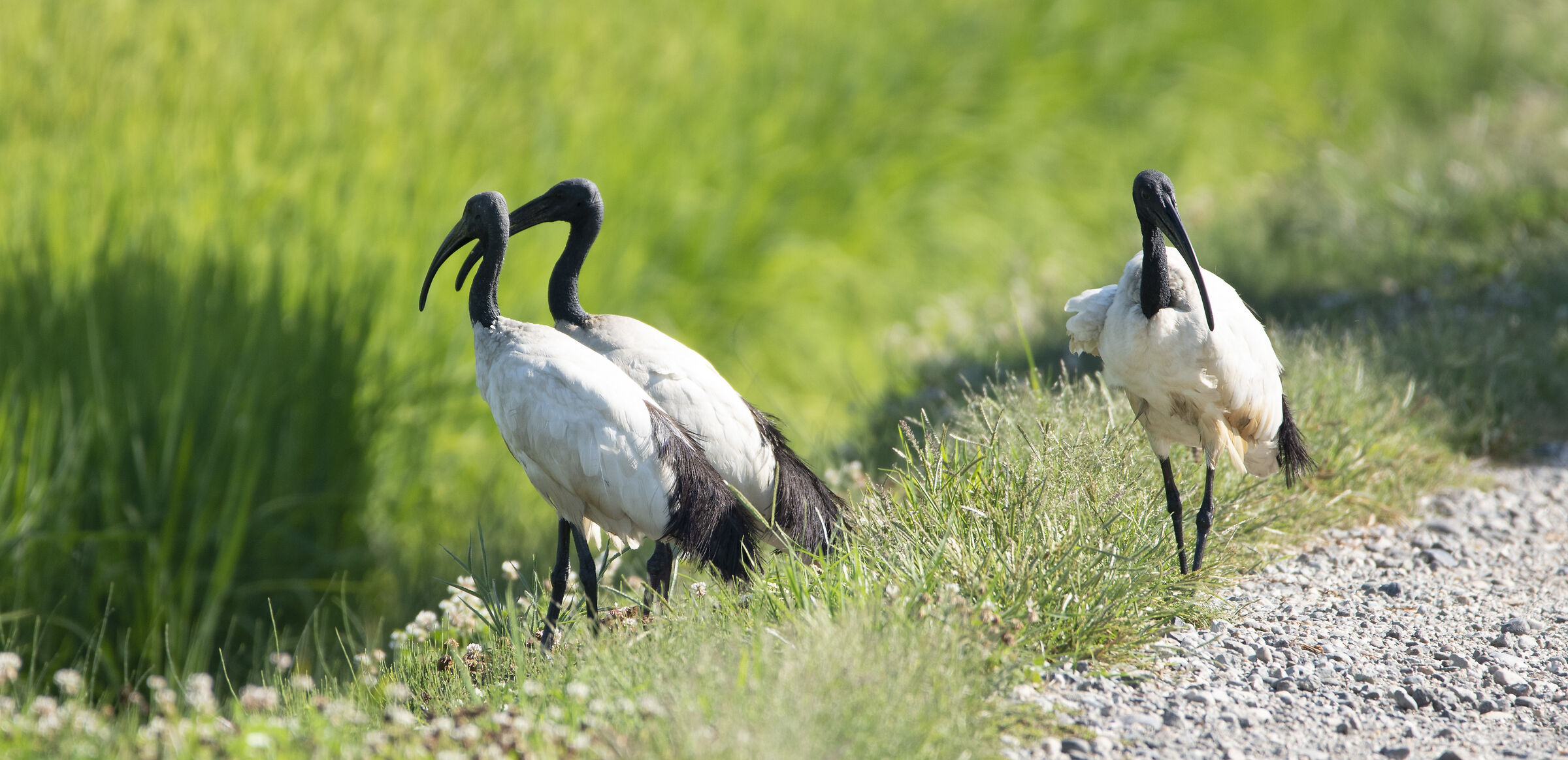 Sacred ibis part 2