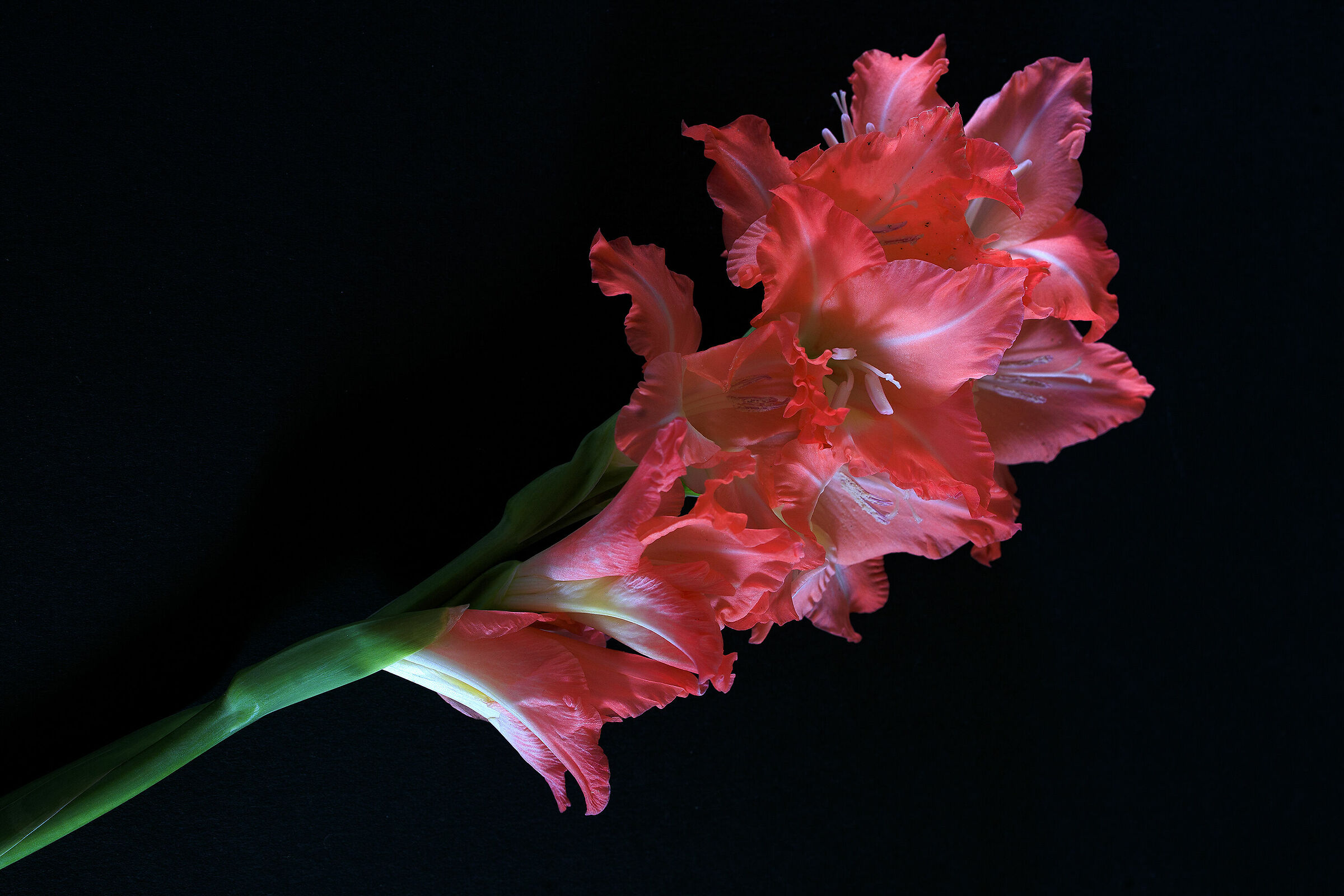 Gladiolus