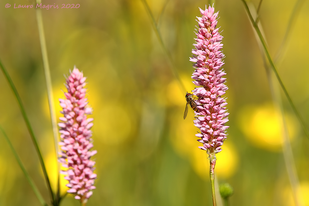 Sirfide on Bistorta Polygon