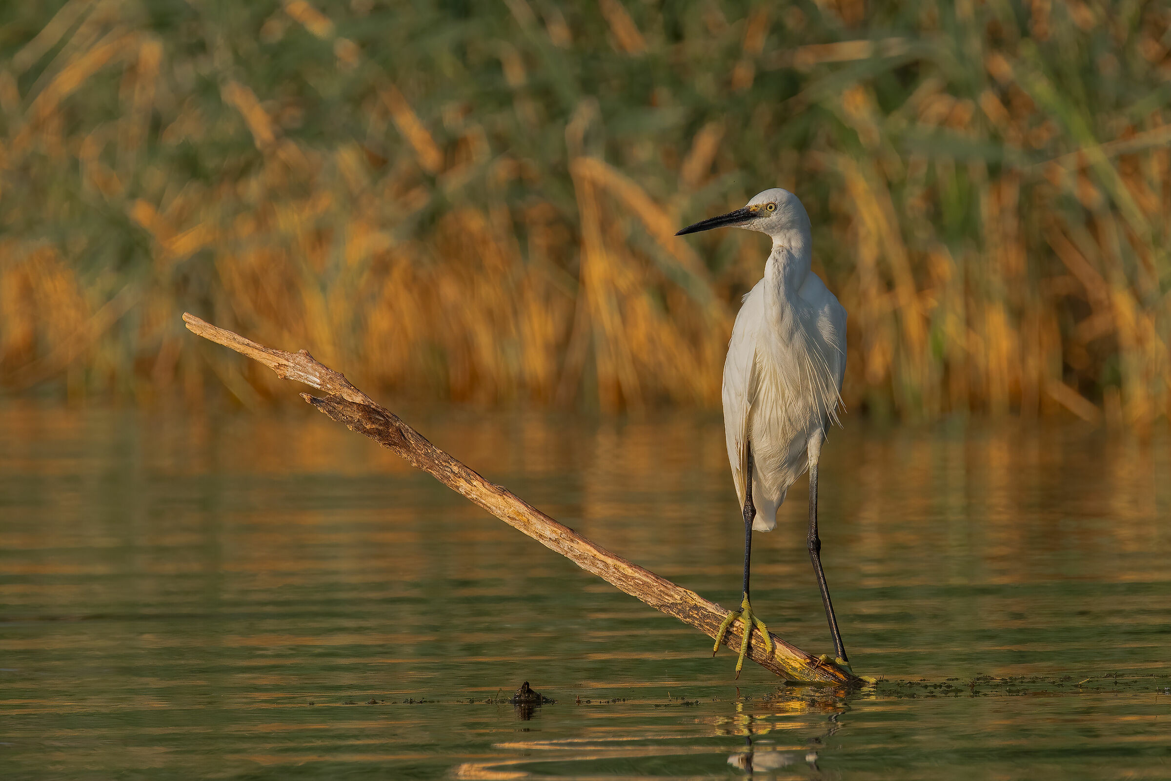 Incontri nel Parco del Mincio (mn): Garzetta