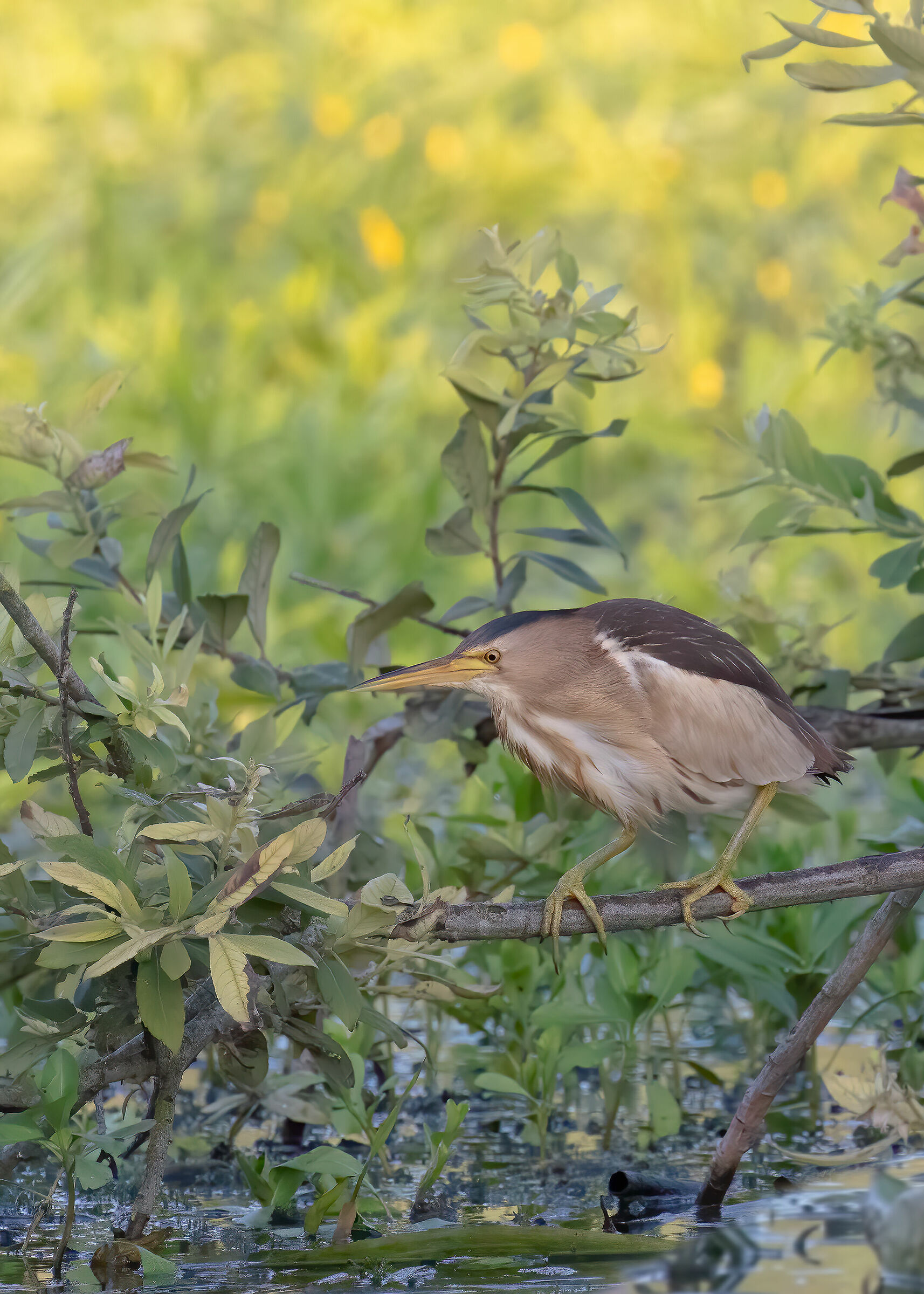 Incontri nel Parco del Mincio (mn): Tarabusino