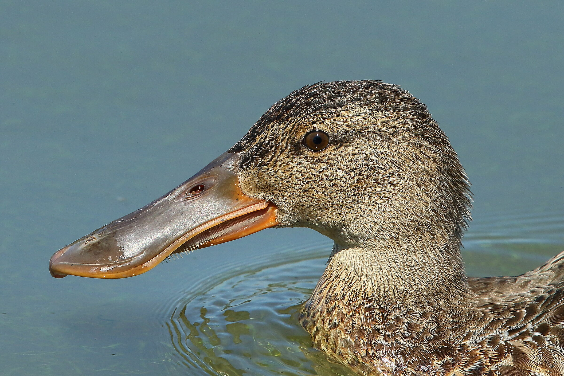 Primo piano del giovane