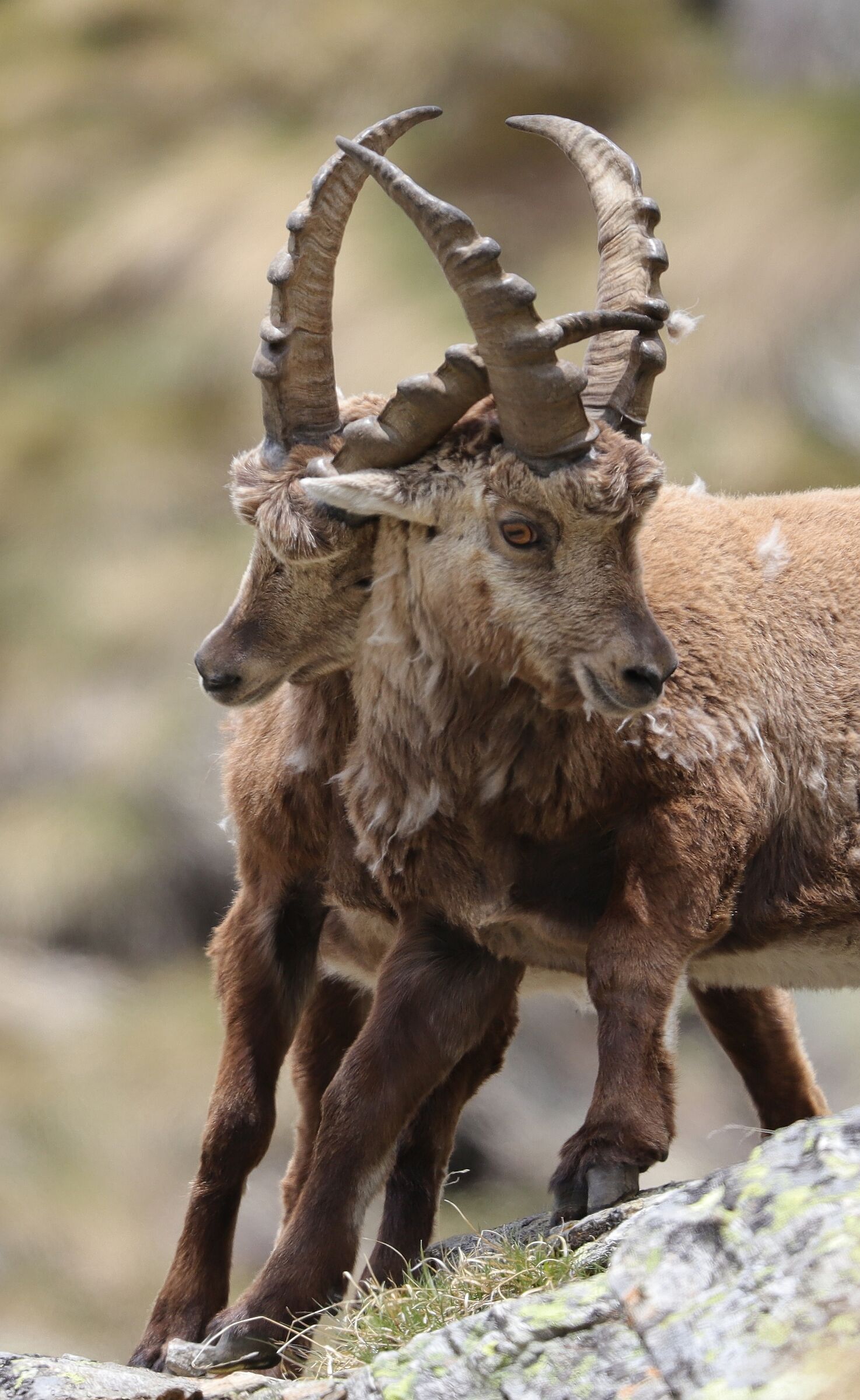 Giovani stambecchi - Passo Gavia