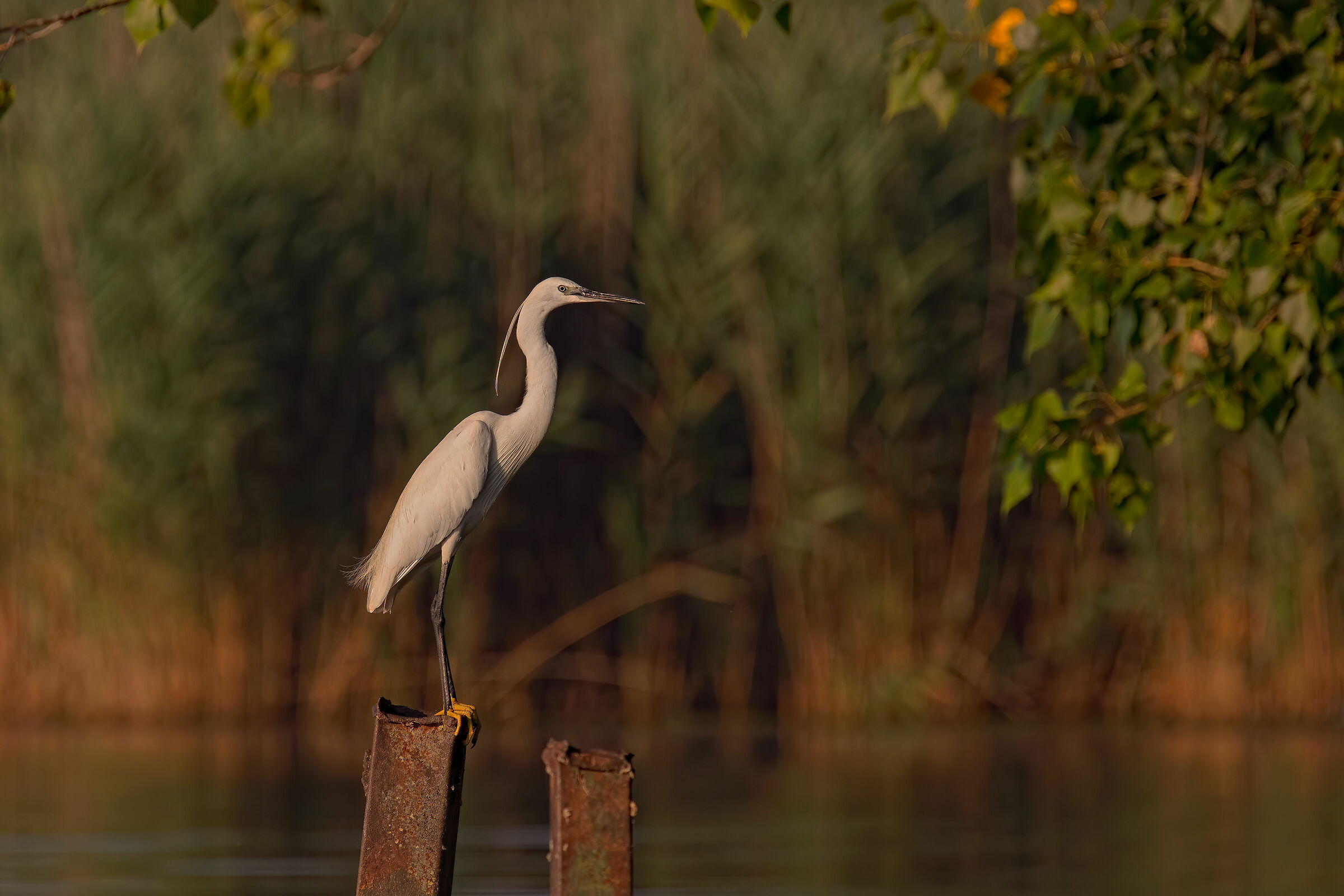 Parco del Mincio (mn): Garzetta alle prime luci