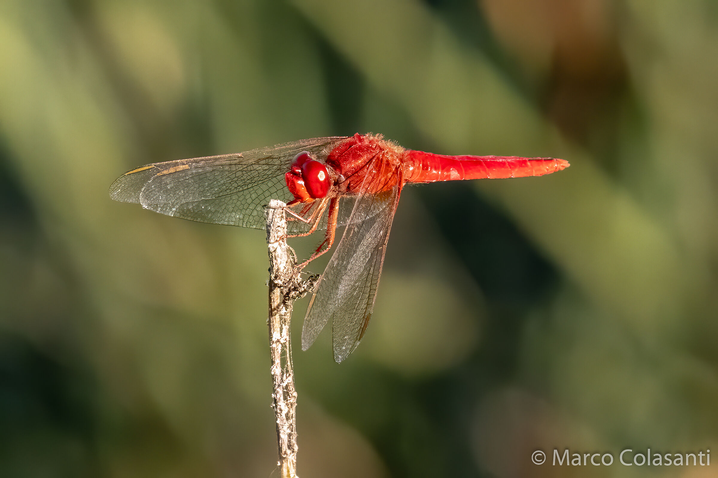 Red Arrow (Crocothemis erythraea)
