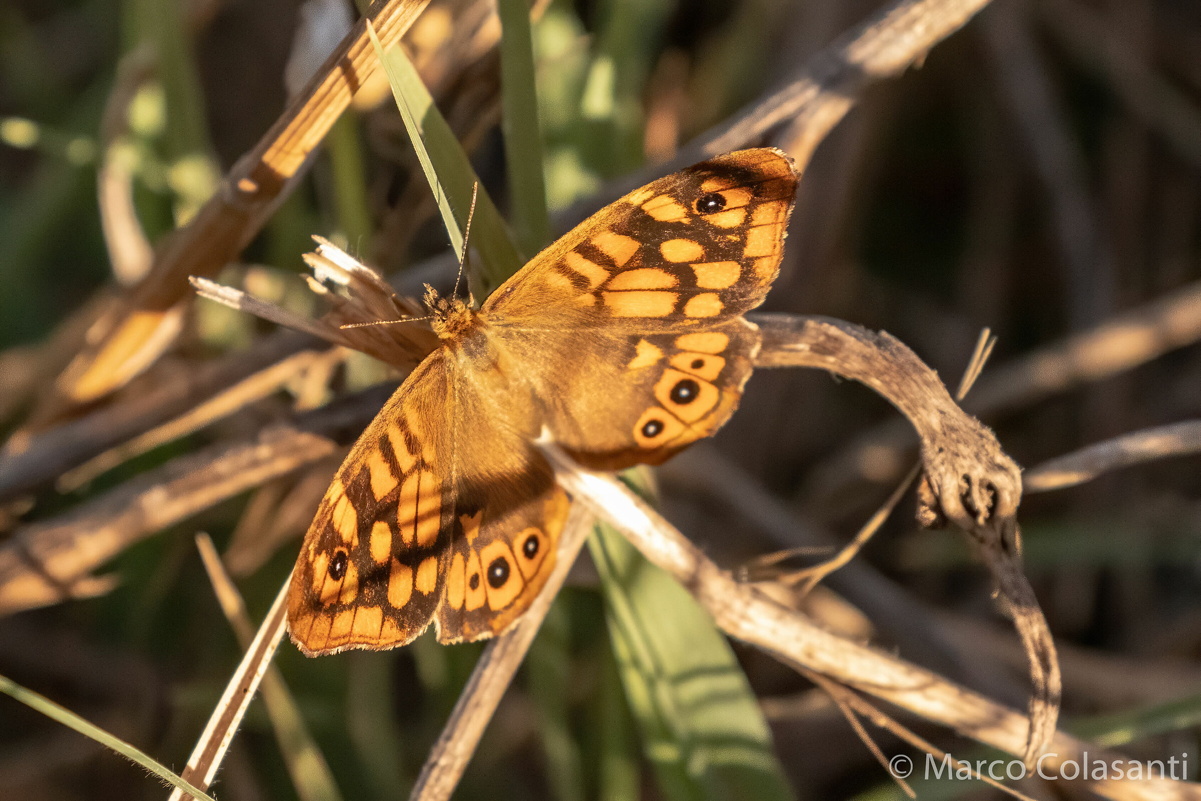Egeria (Pararge aegeria)