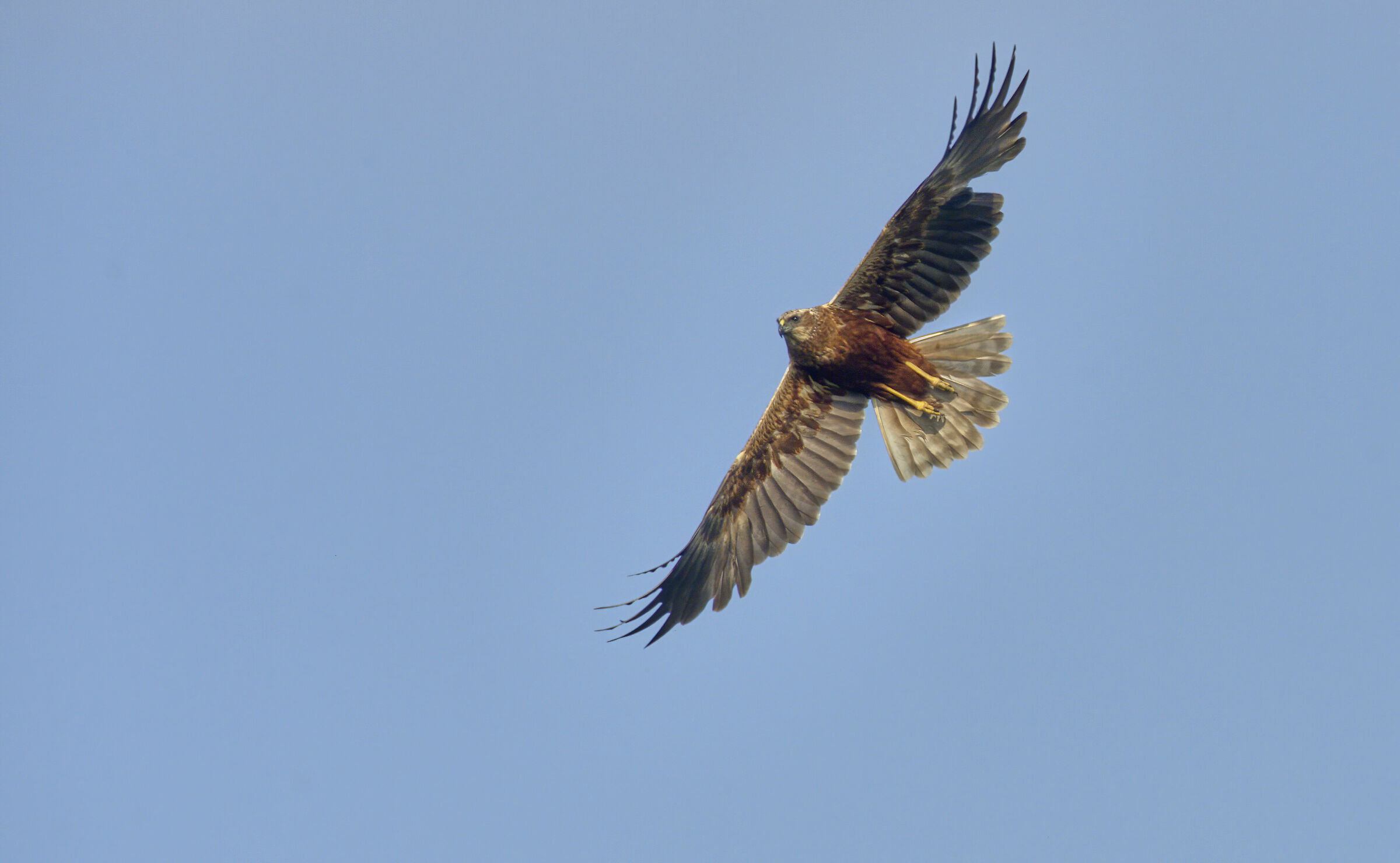 Harrier di palude