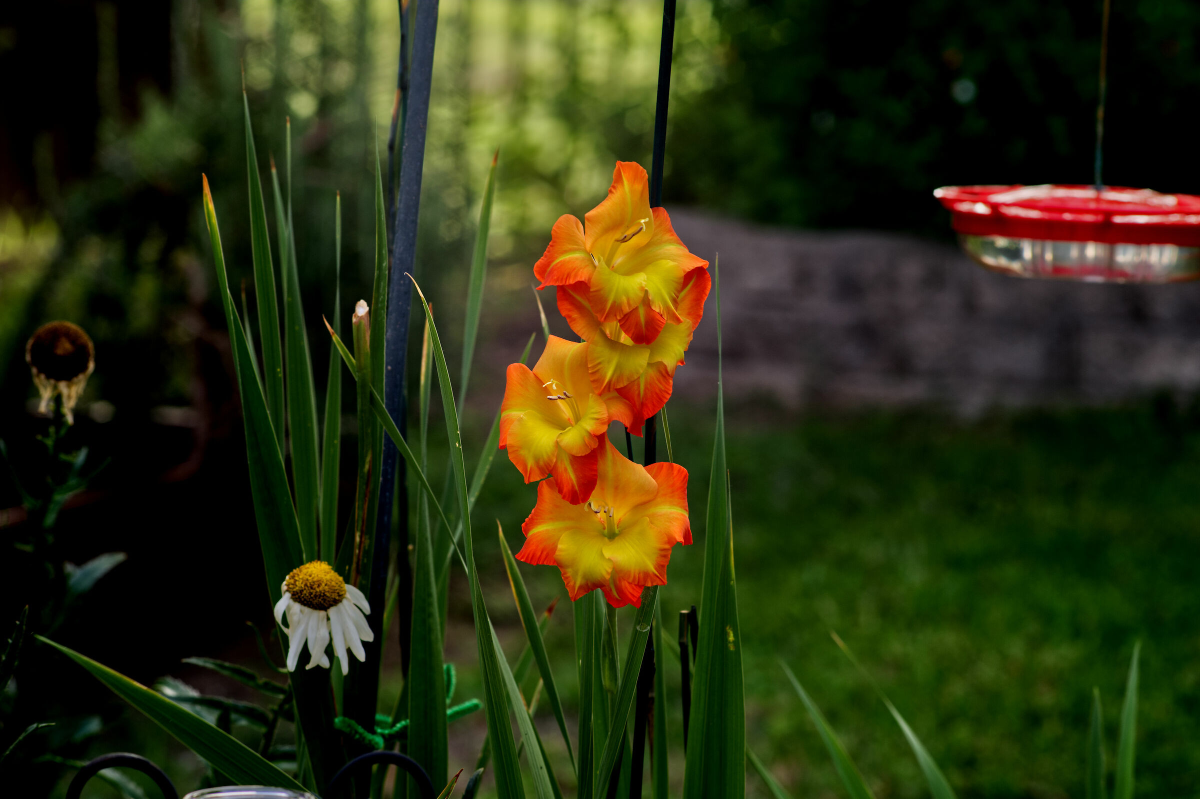 Last Gladiola of the season