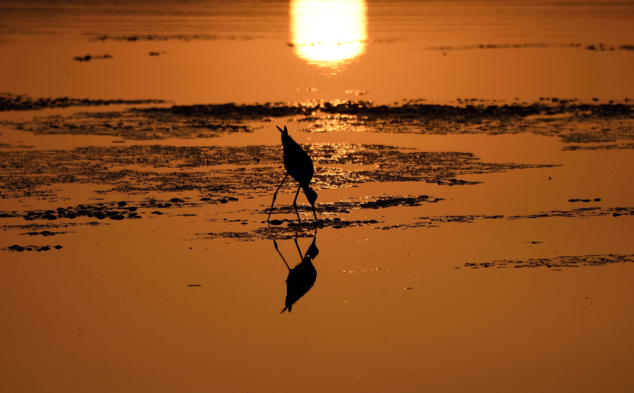 Alba nell'oro per il cavaliere