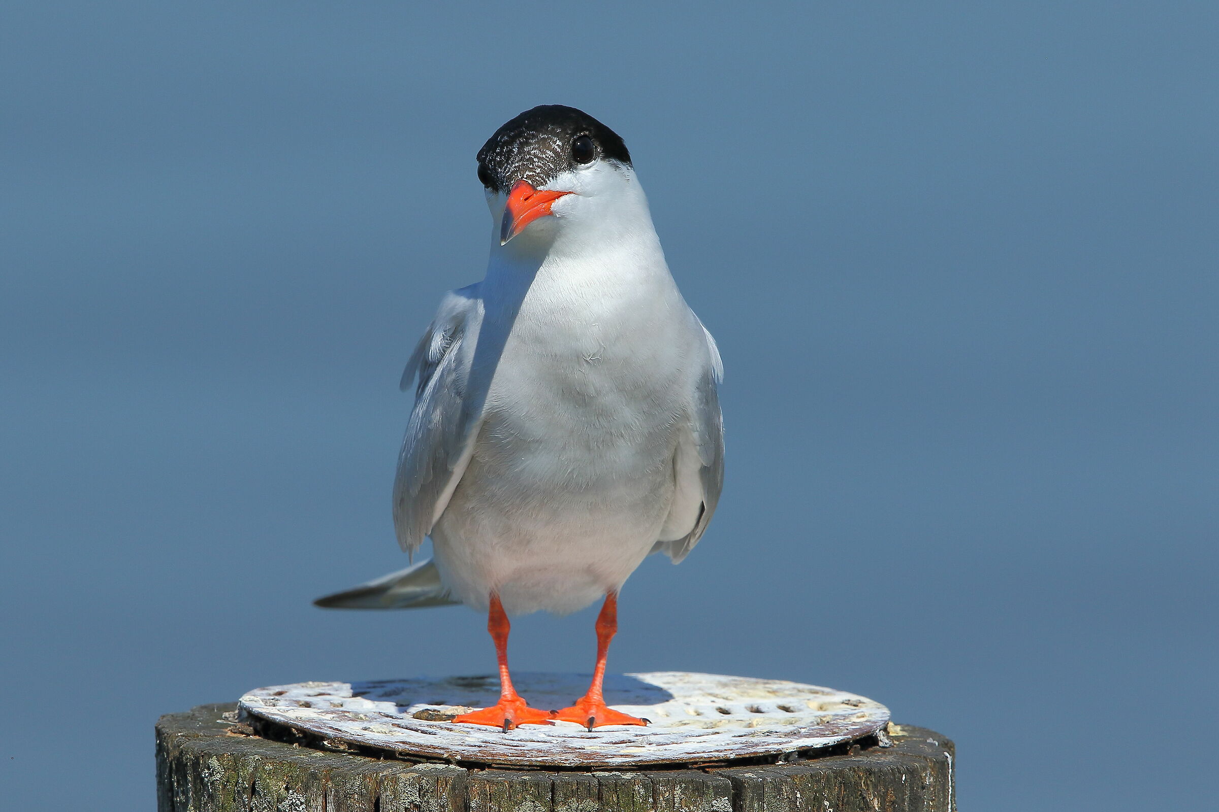 lo so che mi stai fotografando