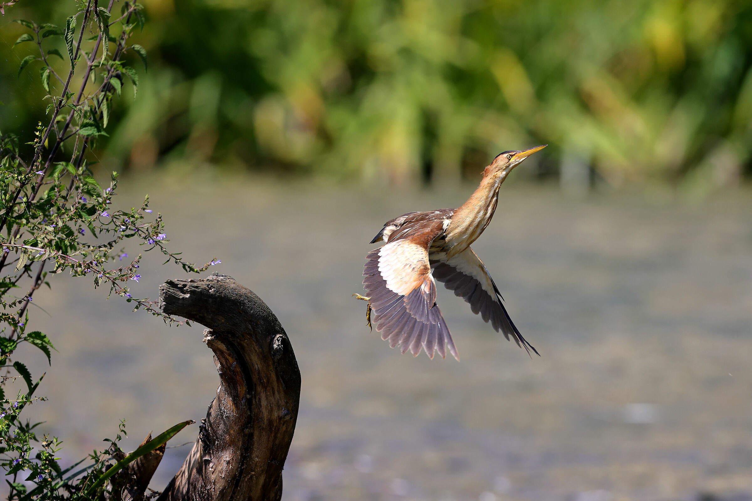 Tarabusino (Ixobrychus minutus)