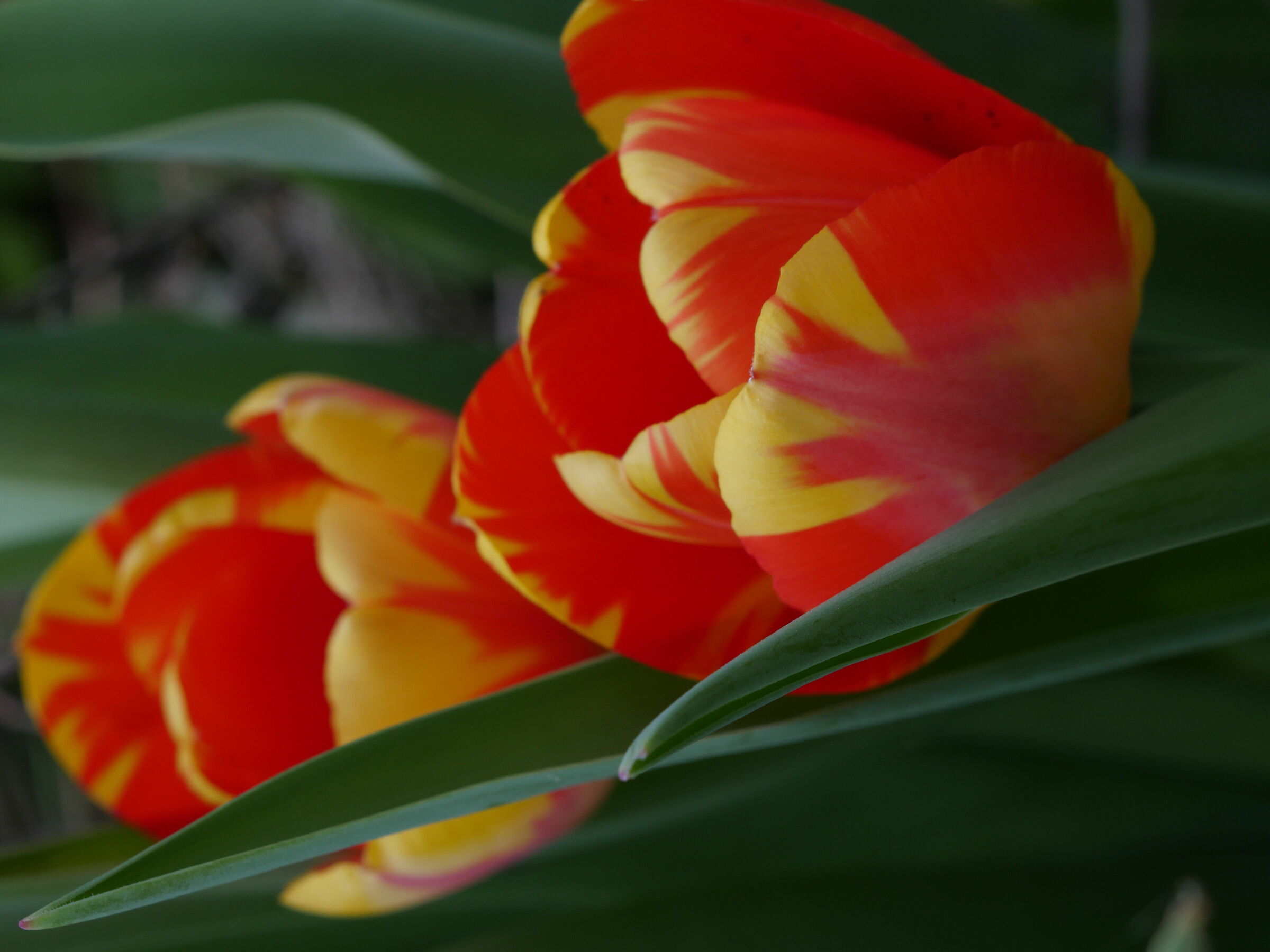 souvebir from Holland