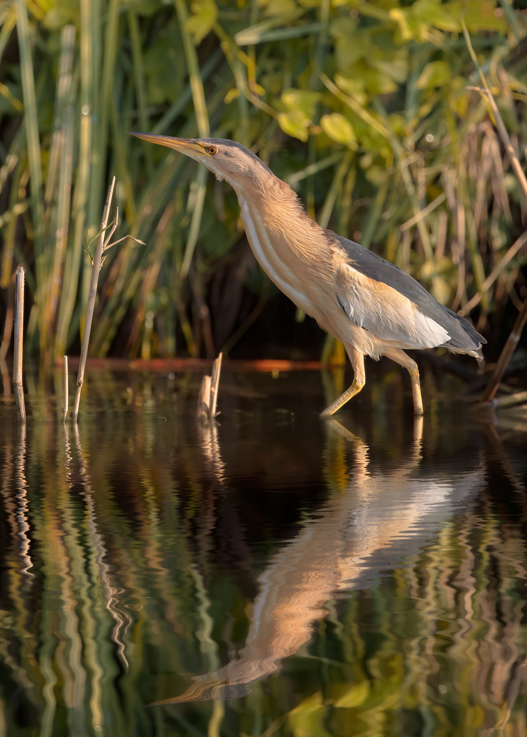 Incontri nel Parco del Mincio (mn): Tarabusino