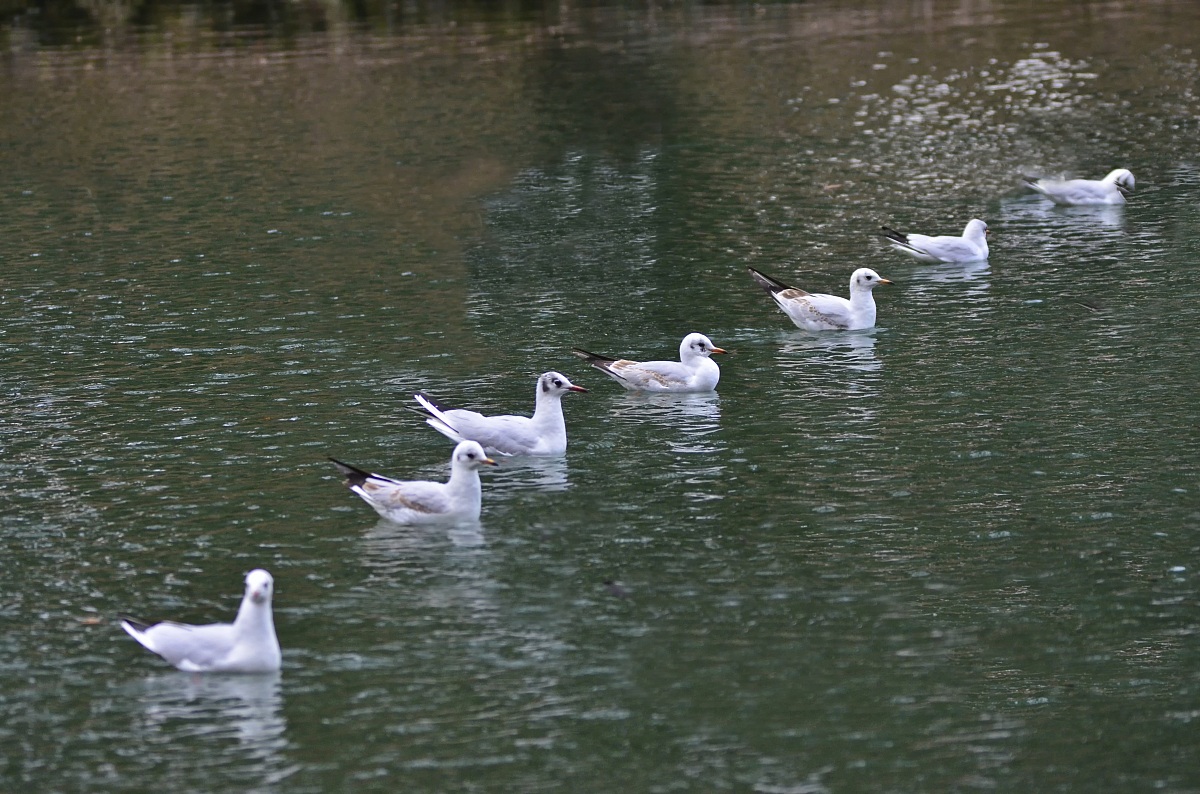 Allineate per la partenza 3, 2, 1, via..