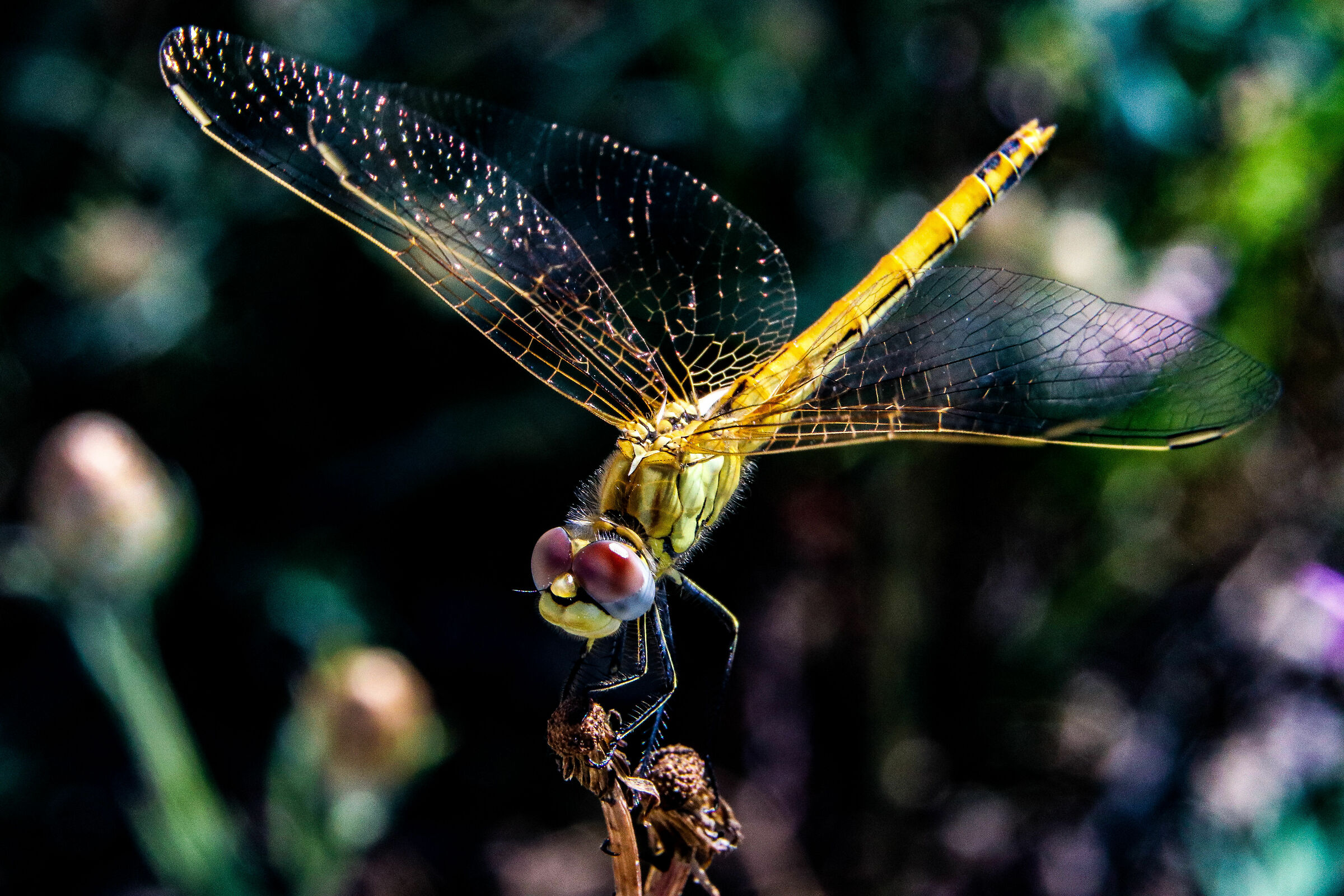 Libellula