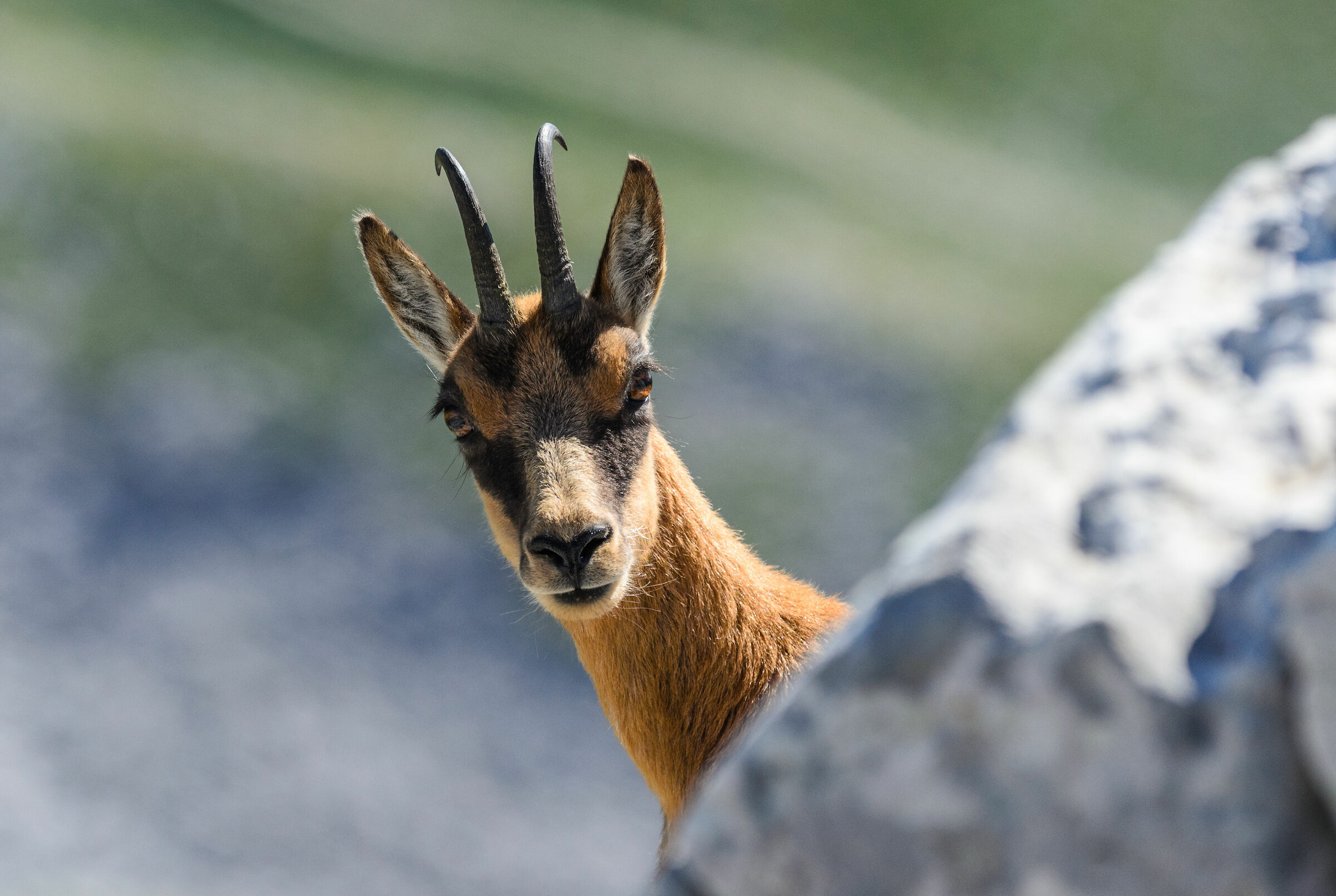 Prima ti guardo e poi scappo