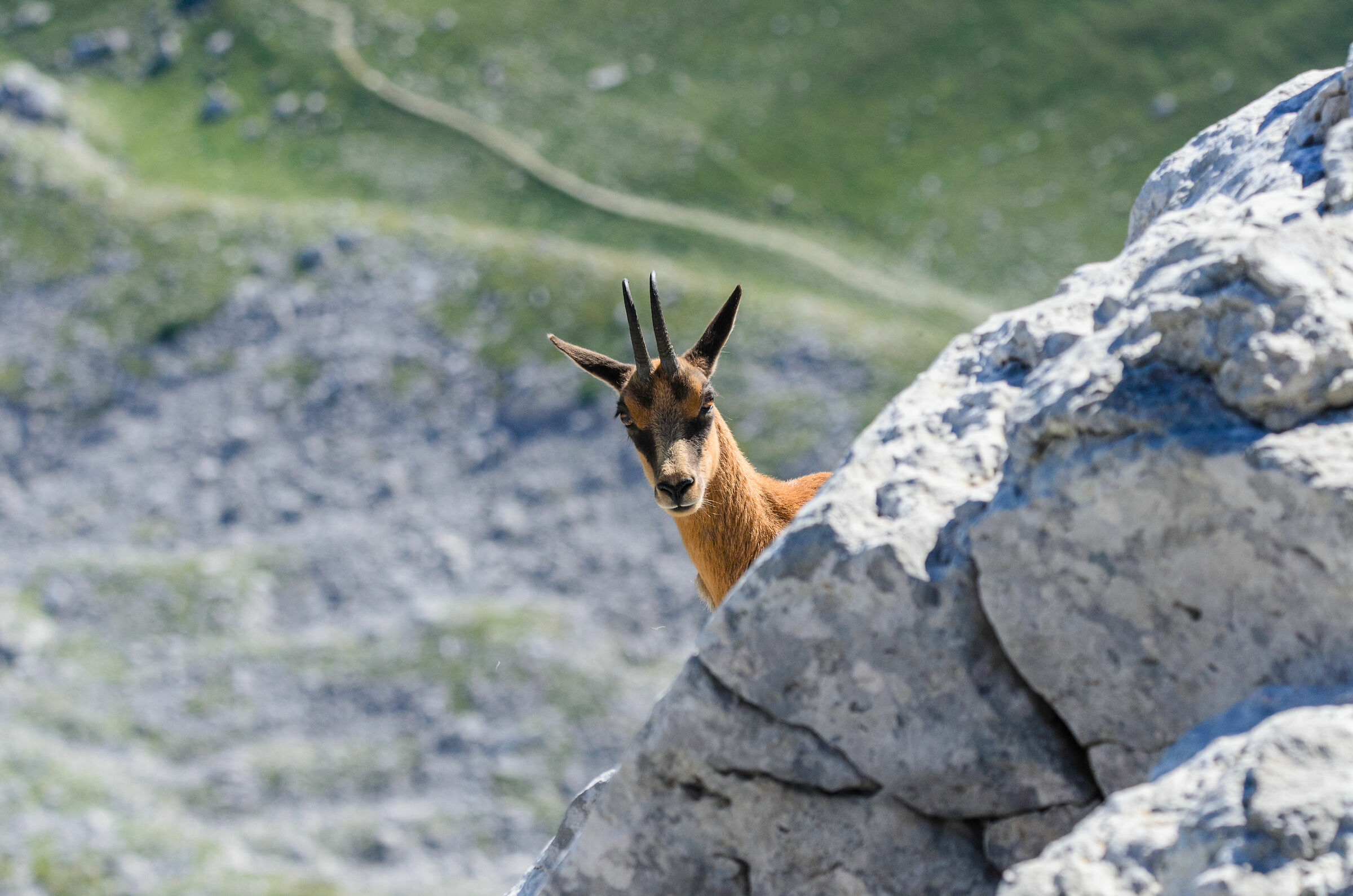 Prima ti guardo e poi scappo 2
