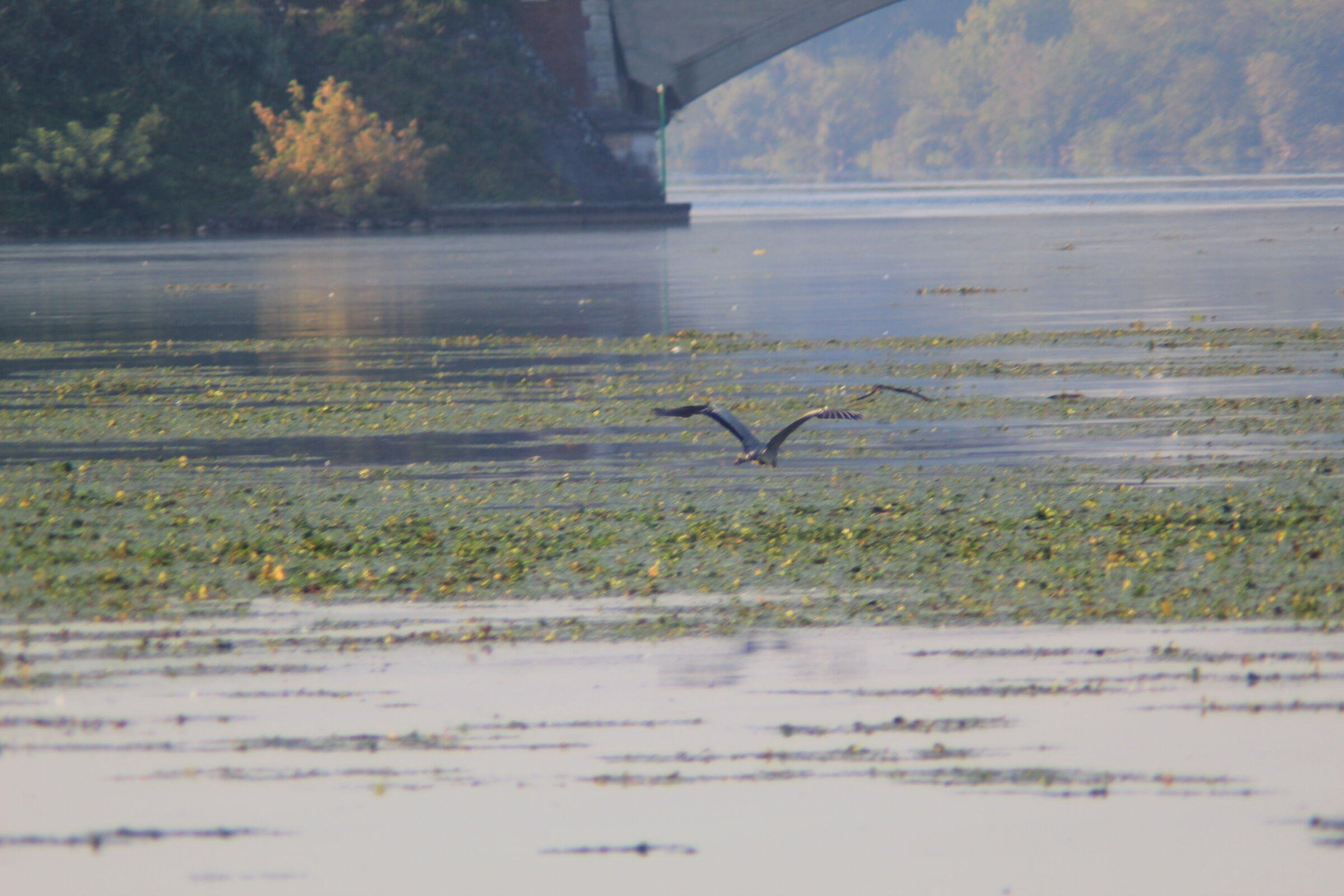 Airone Cenerino sul lago di mezzo Mantova