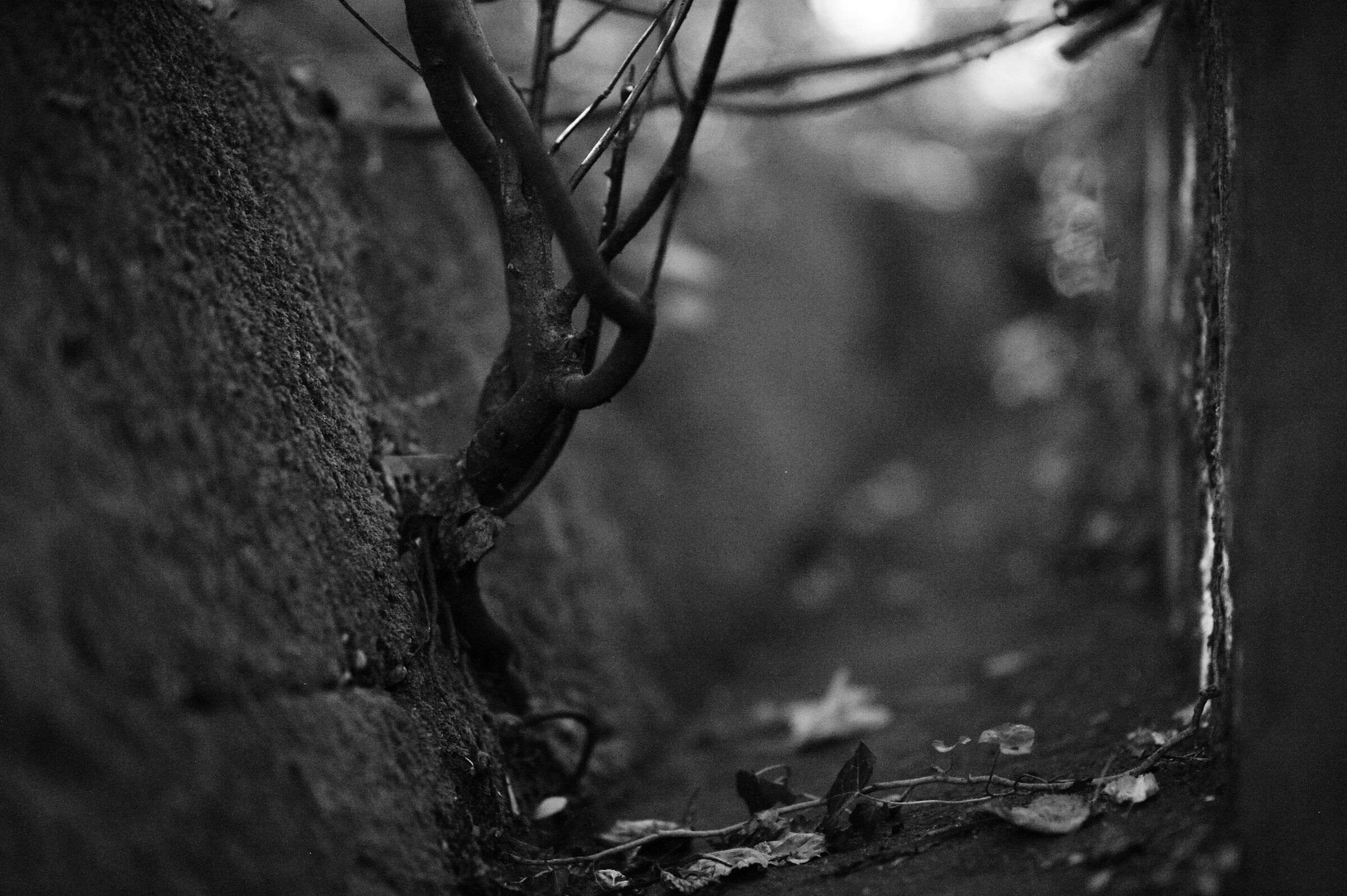 Pareidolia: il signor Albero fa ginnastica