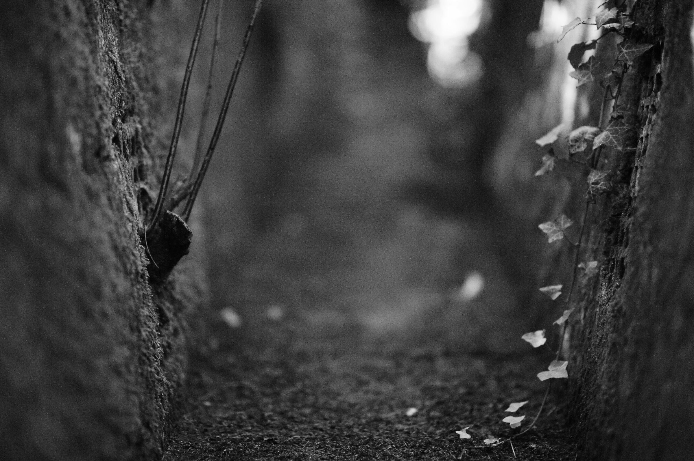 Pareidolia: The Ivy Keeper