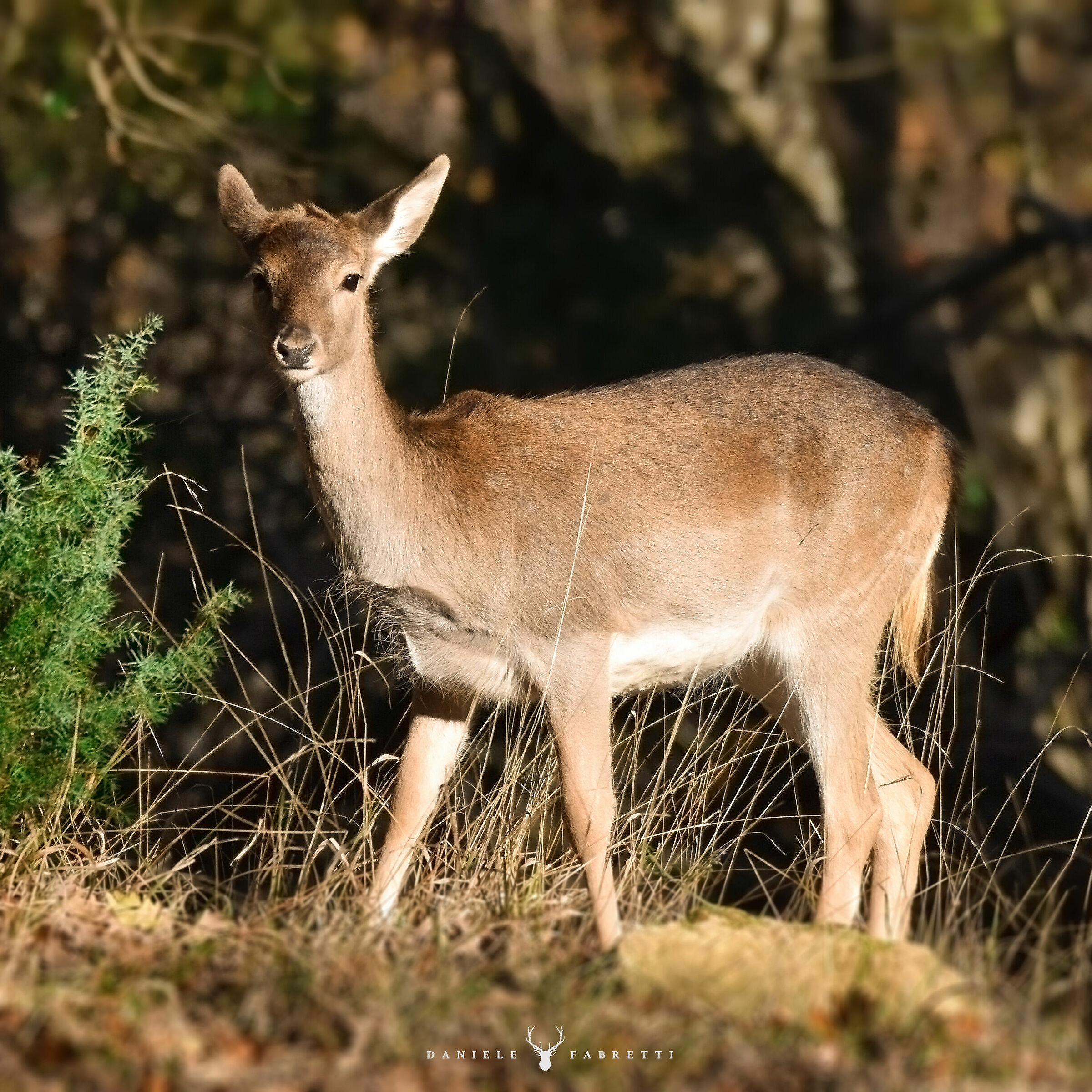 "Young fallow-deer in winter"