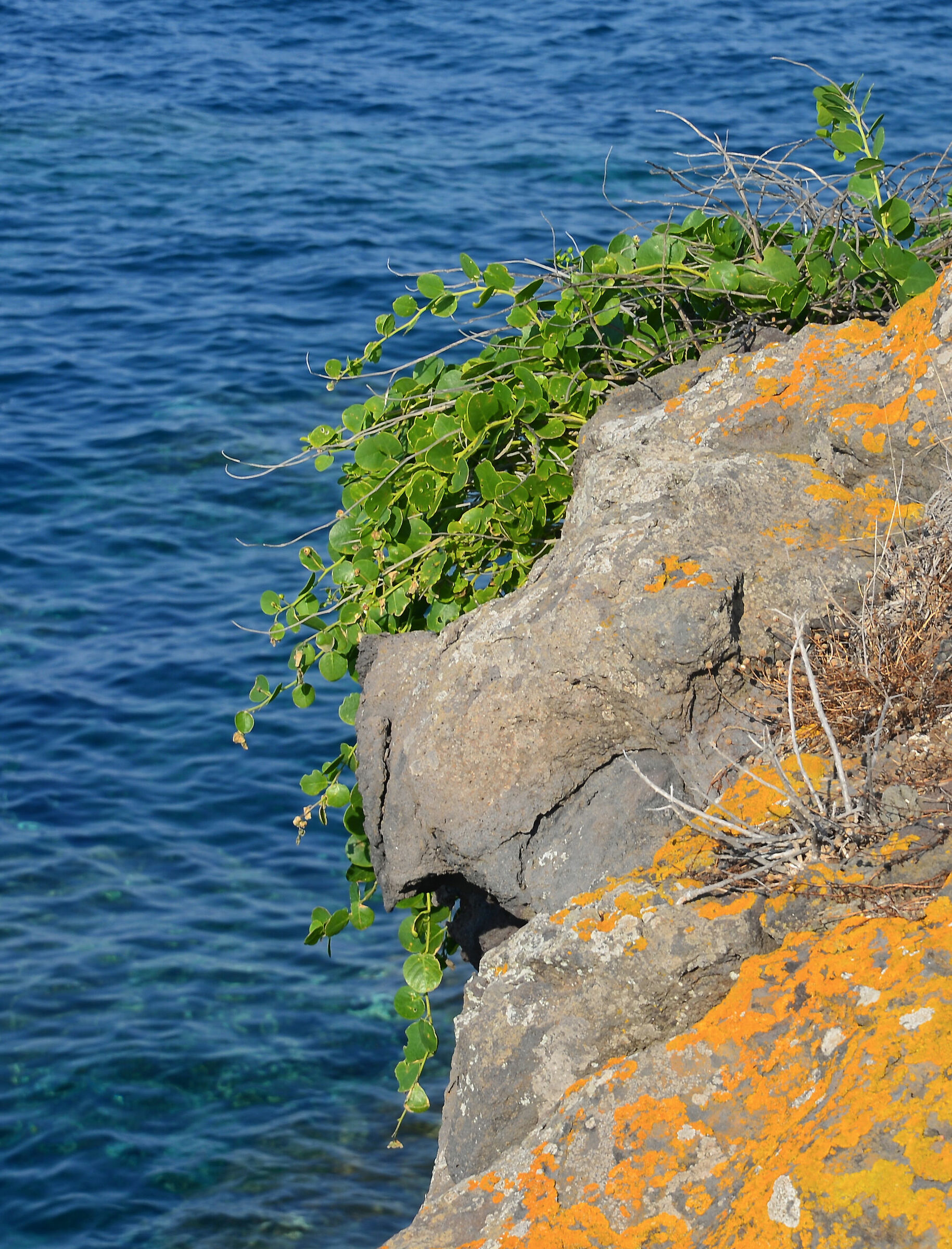 Capperi sul mare Ustica 8.8.2020