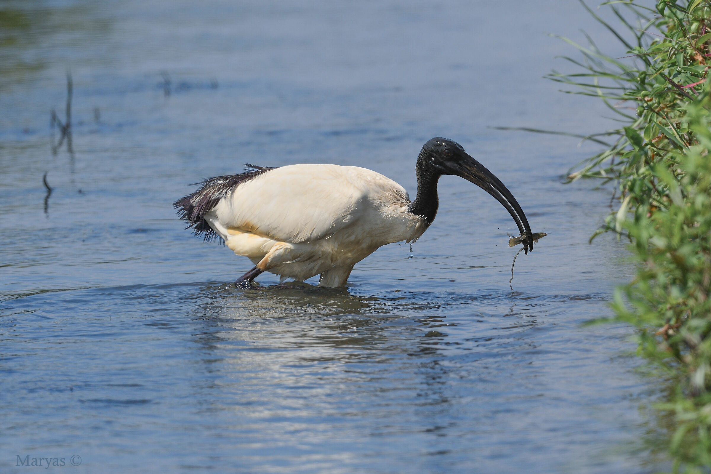 Il pescatore di cobiti