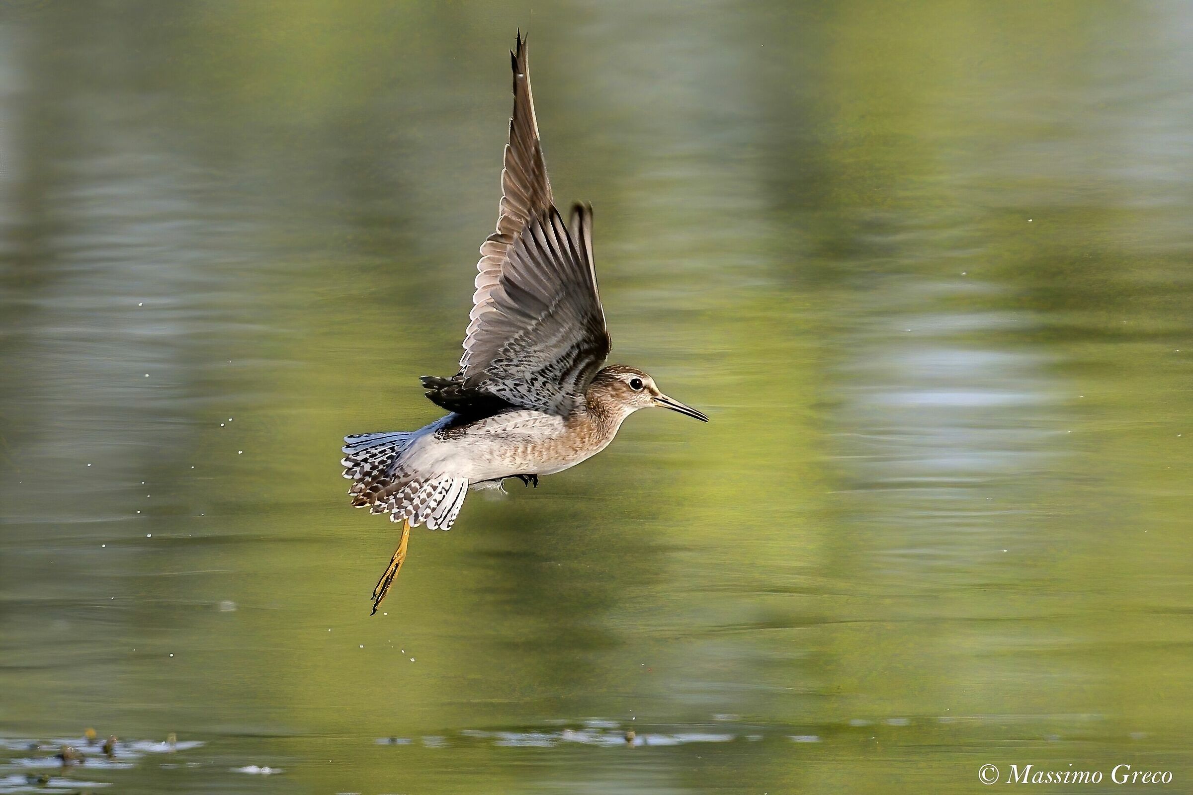 Pyro pyro boschereccio (Tringa glareola)