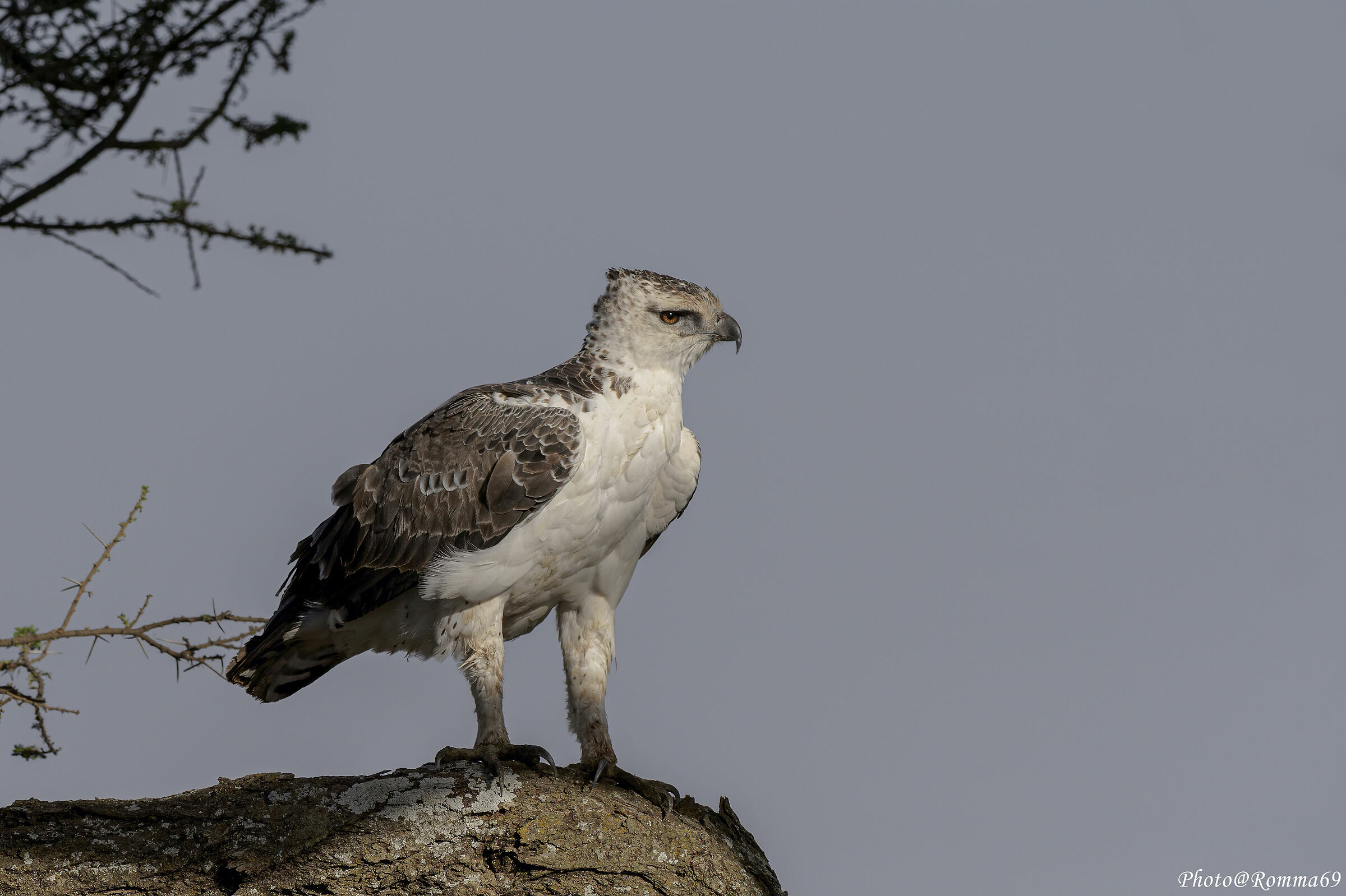 Martial Eagle, New