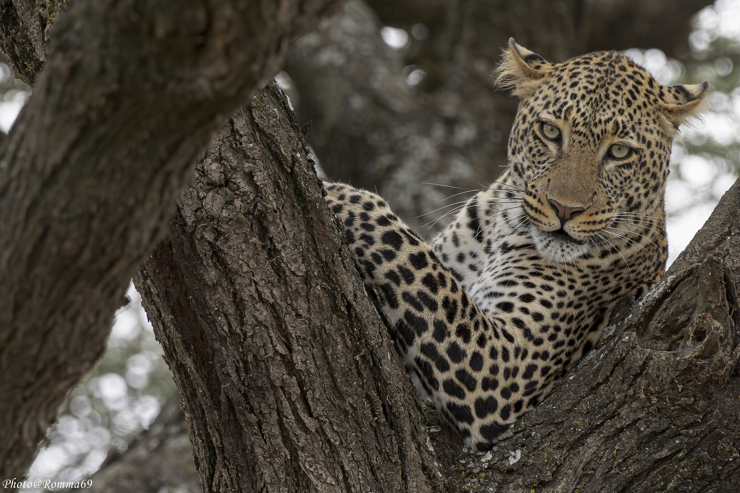 Between the branches