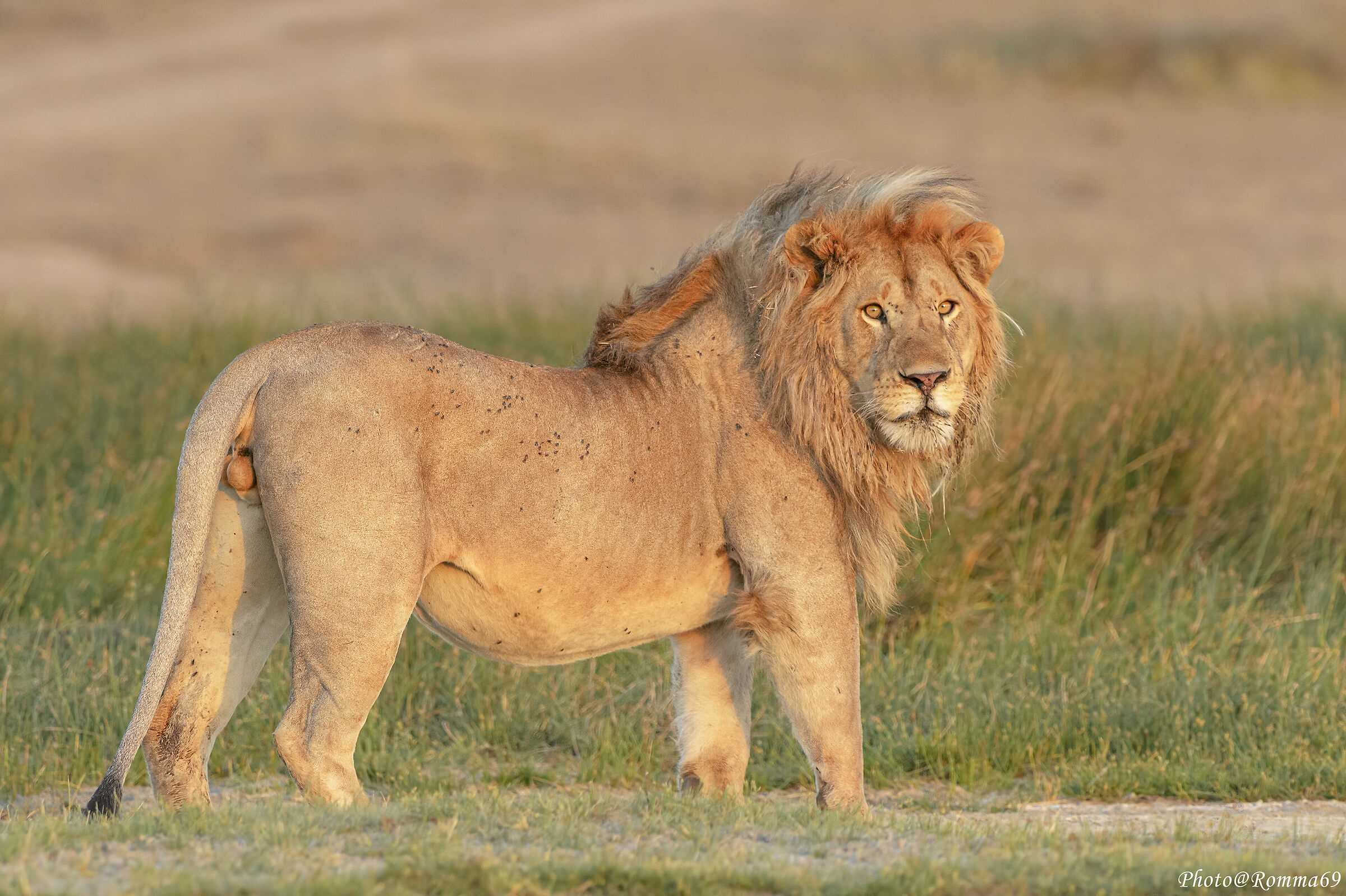 The King at the Last Lights