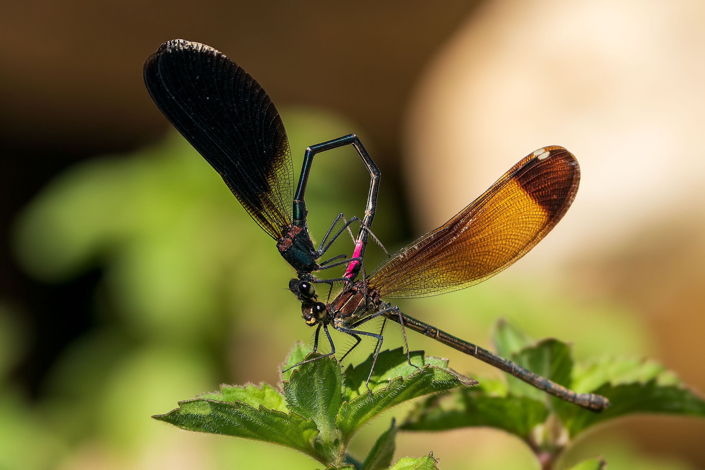 Accoppiamento di  Calopteryx haemorroidalis