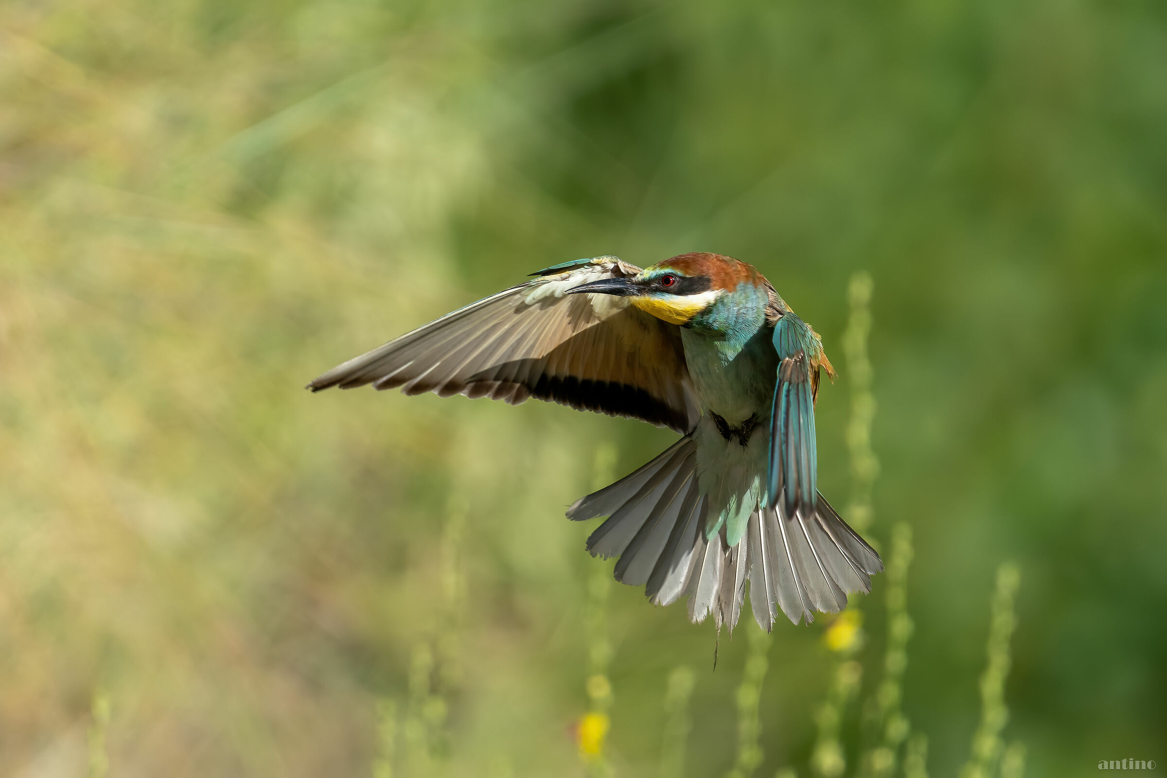 Bee-eater