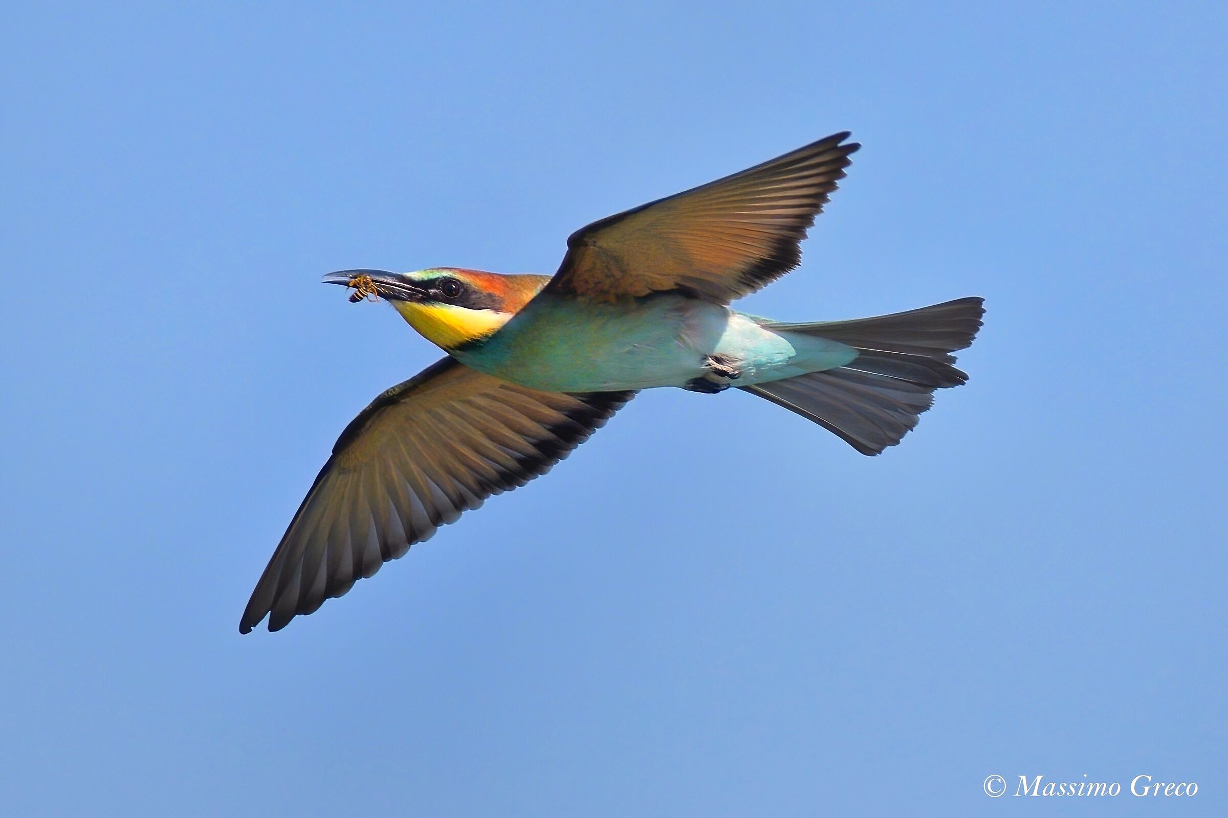 Crane (Merops apiaster)
