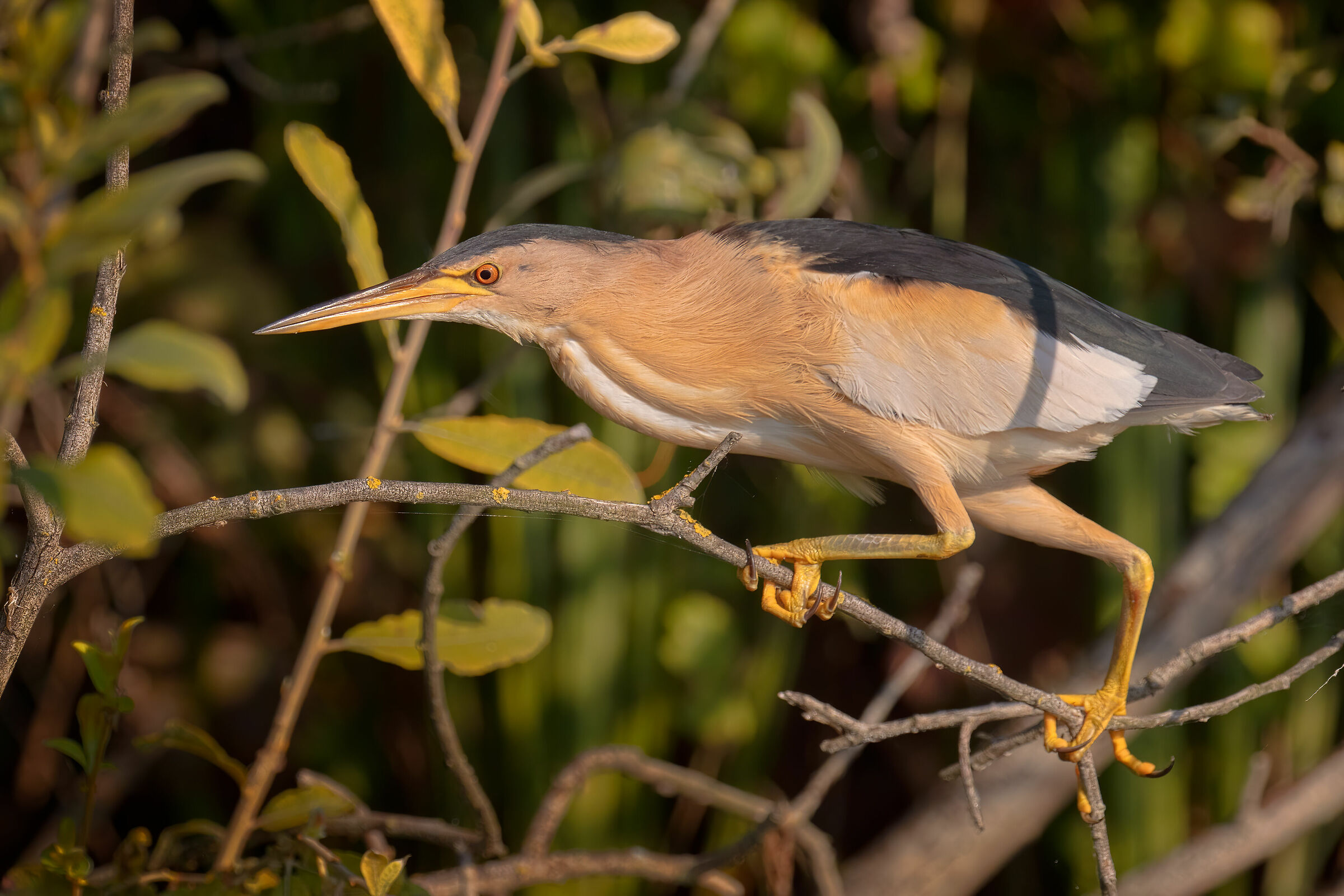Incontri nel Parco del Mincio (mn): Tarabusino