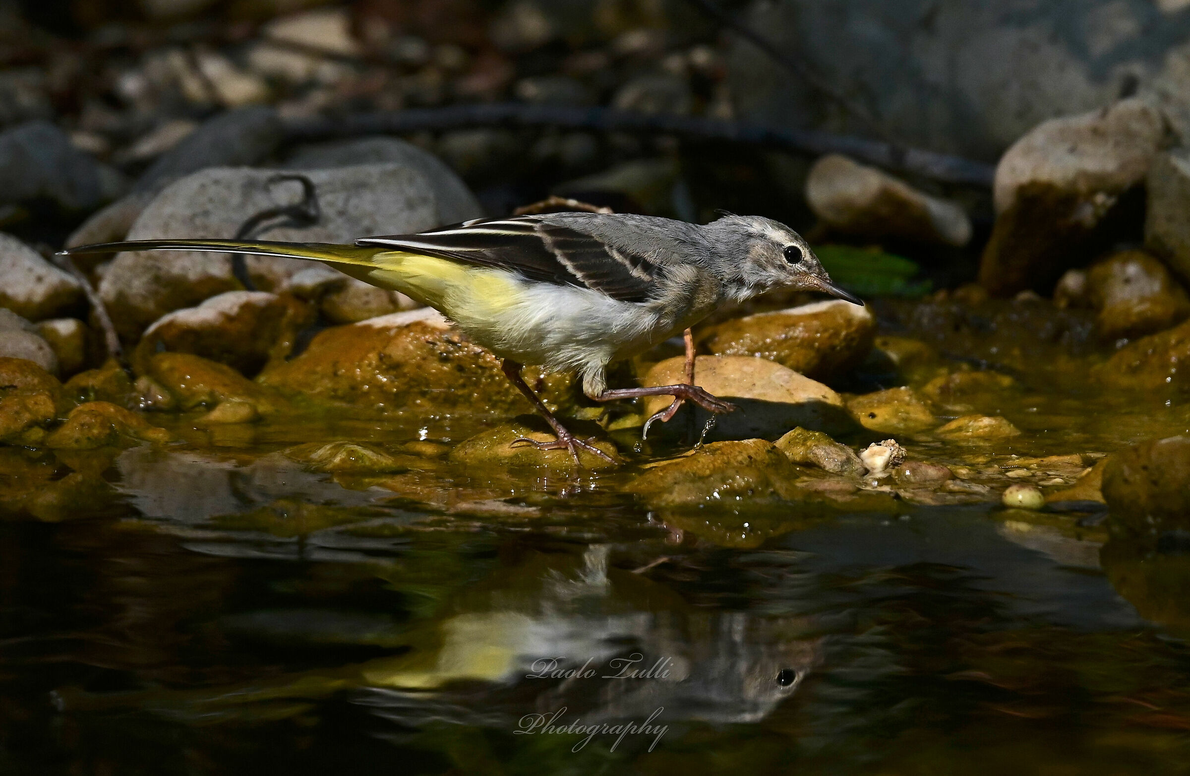 Nze vede nvermetto mango a cecallo,...ssinammazzavve .