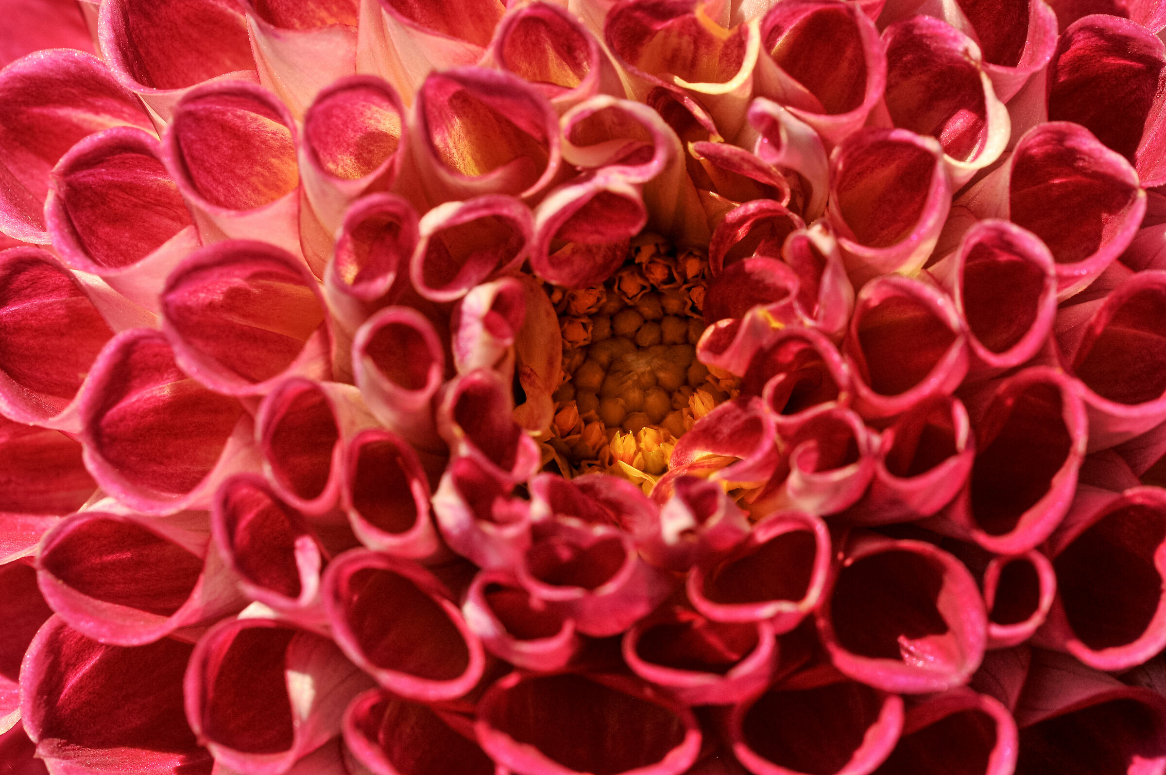 La Dalia geometrica