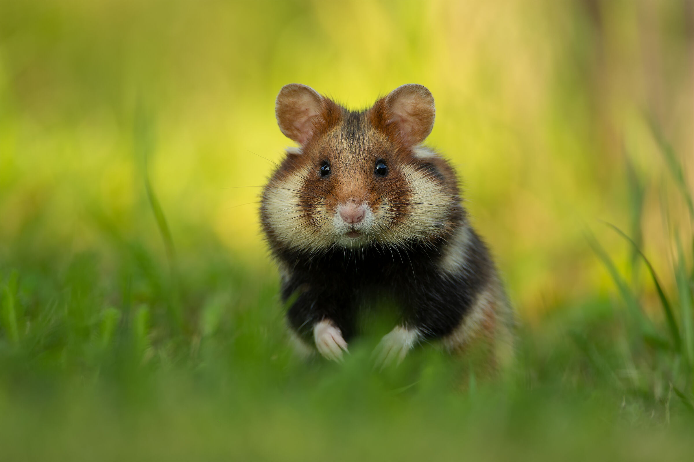 Cricetus cricetus (criceto eurasiatico)