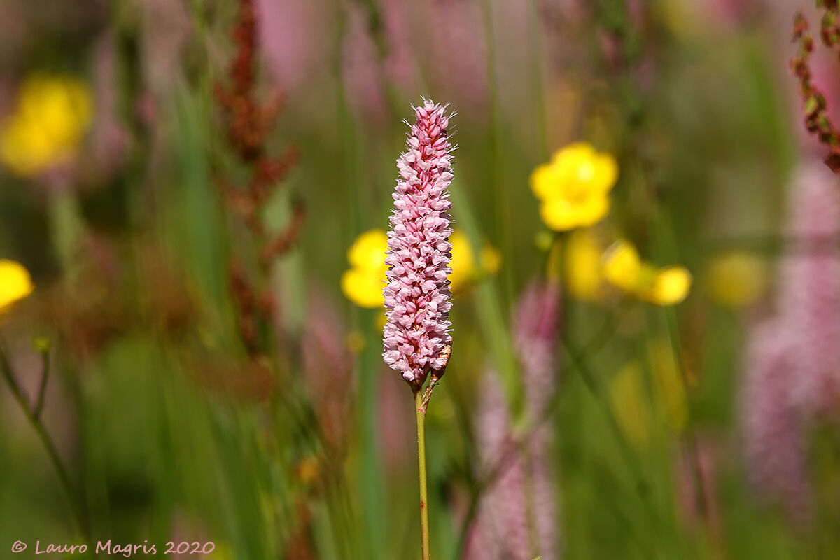 Bistorta officinalis