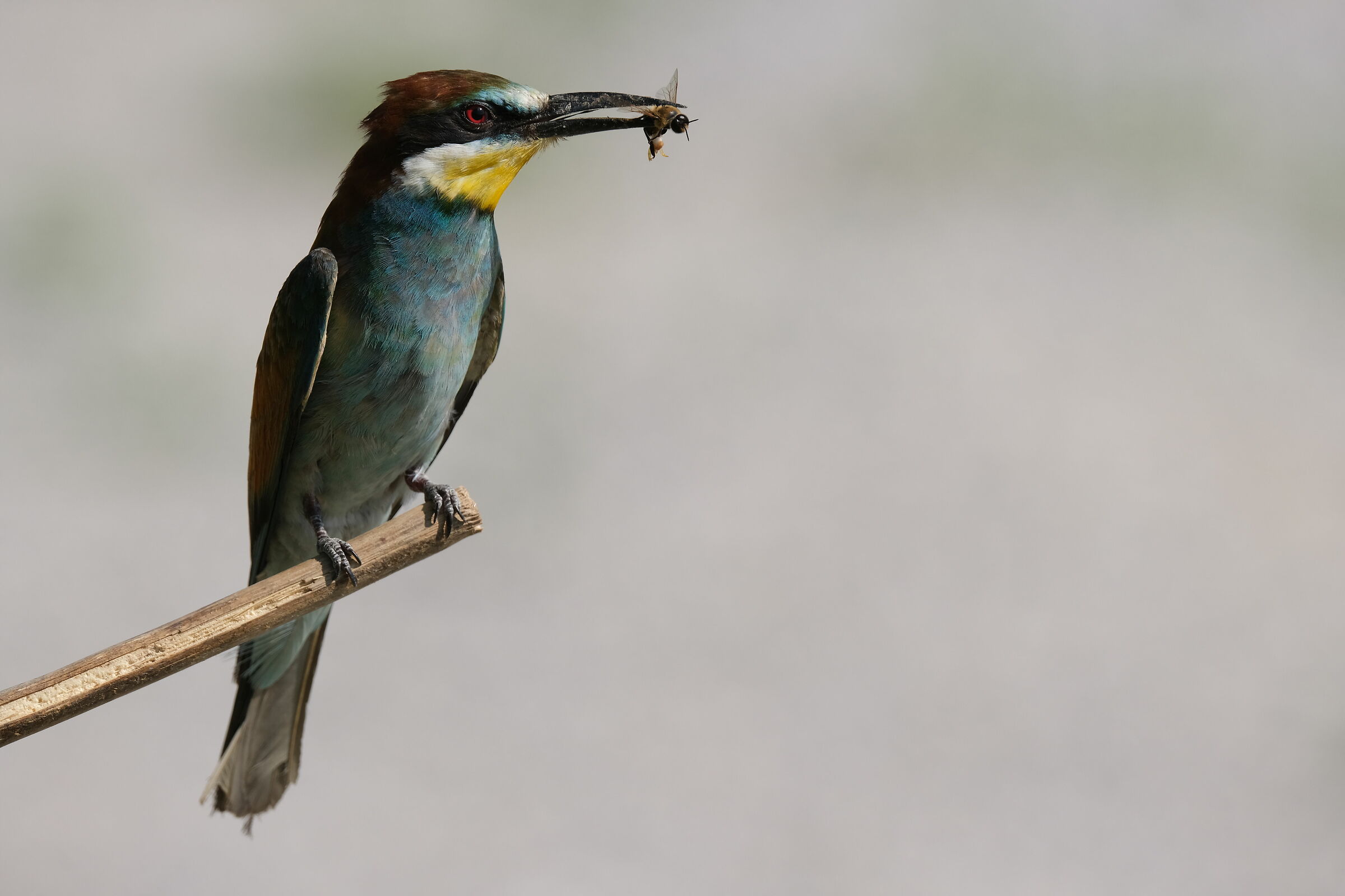 Gruccione di profilo