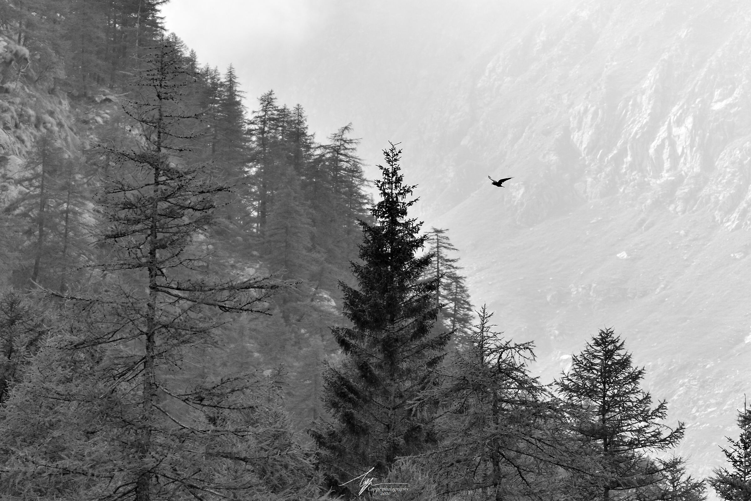 Corvo imperiale in volo