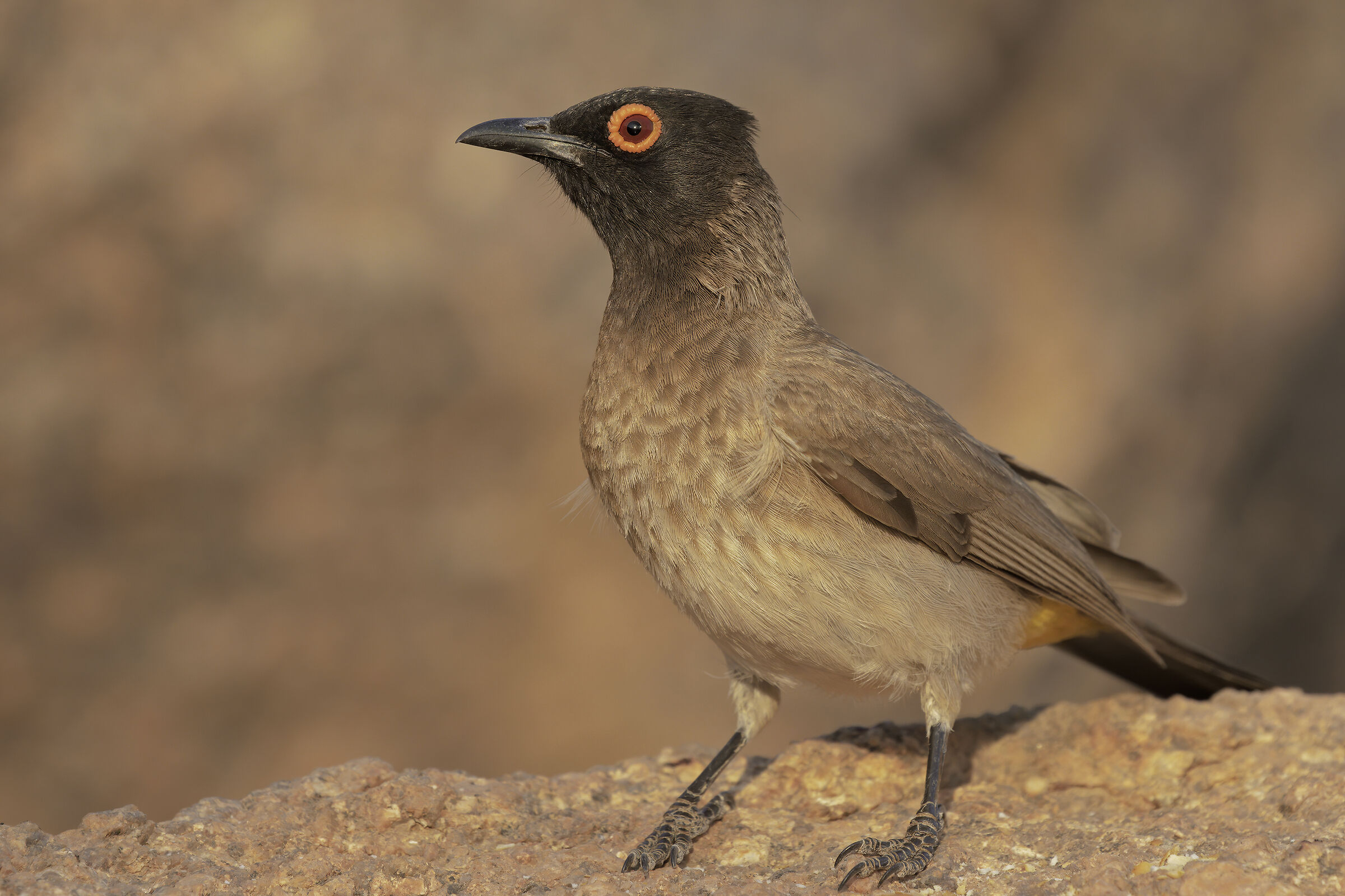 African Red-eyed bulbul