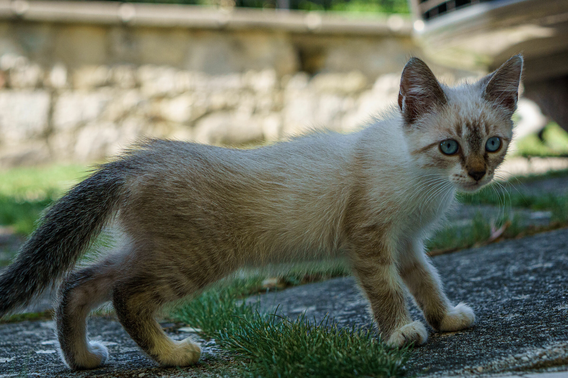 The King of the Courtyard