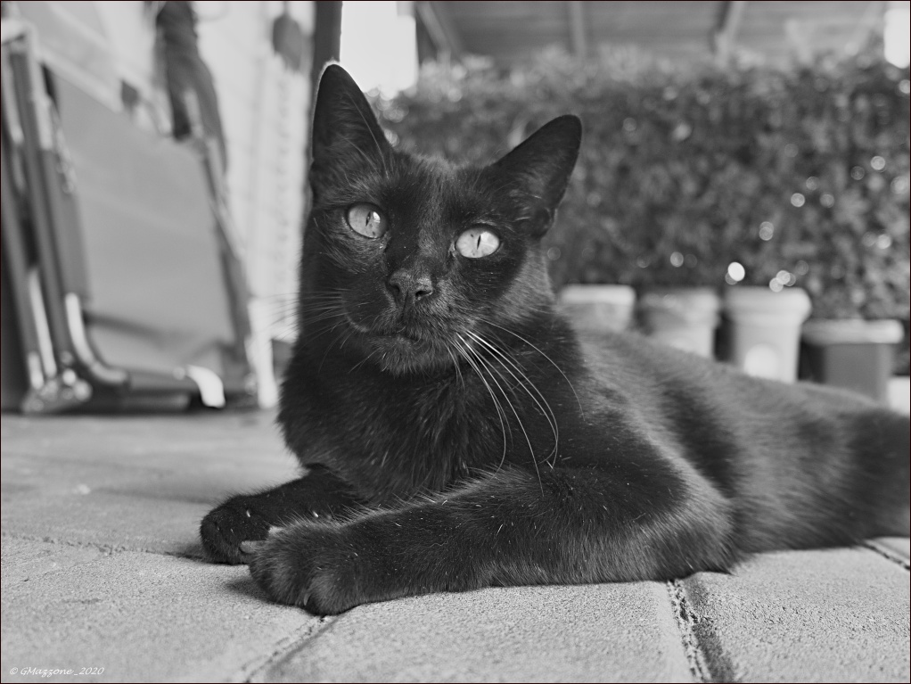 Nina