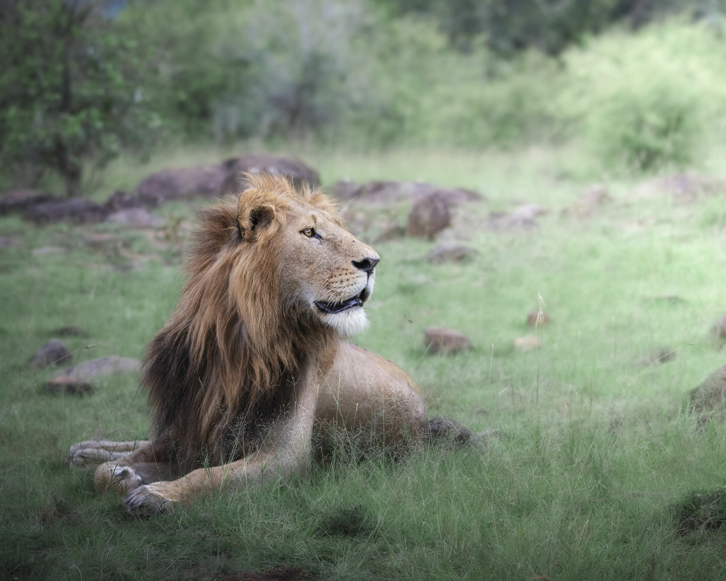 Lion