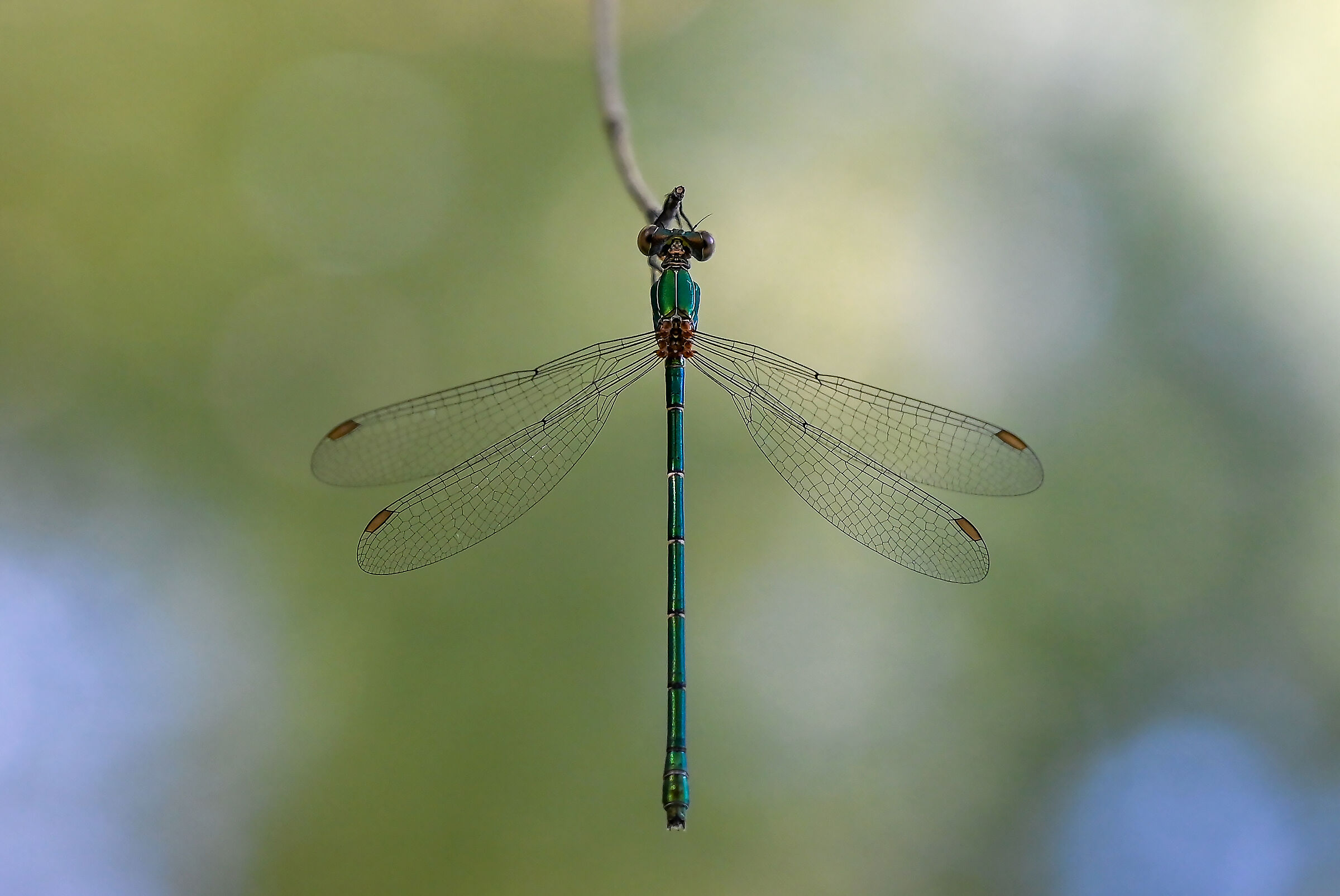 Hanging by a thread
