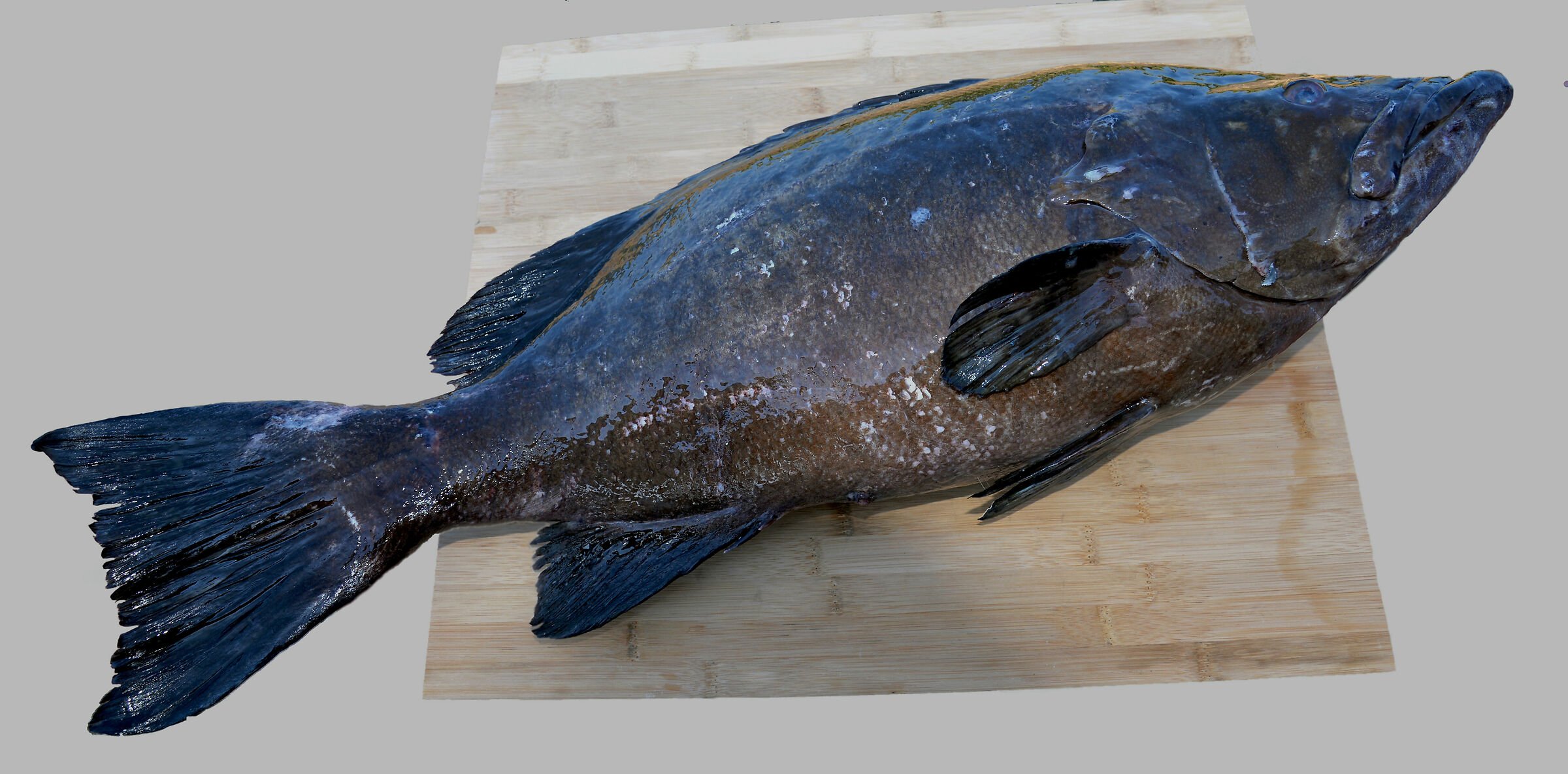 Cernia. Ustica 10.8.2020