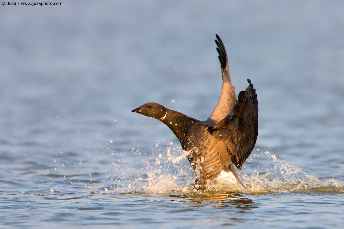 Branta bernicla (Oca Colombaccio), 009488